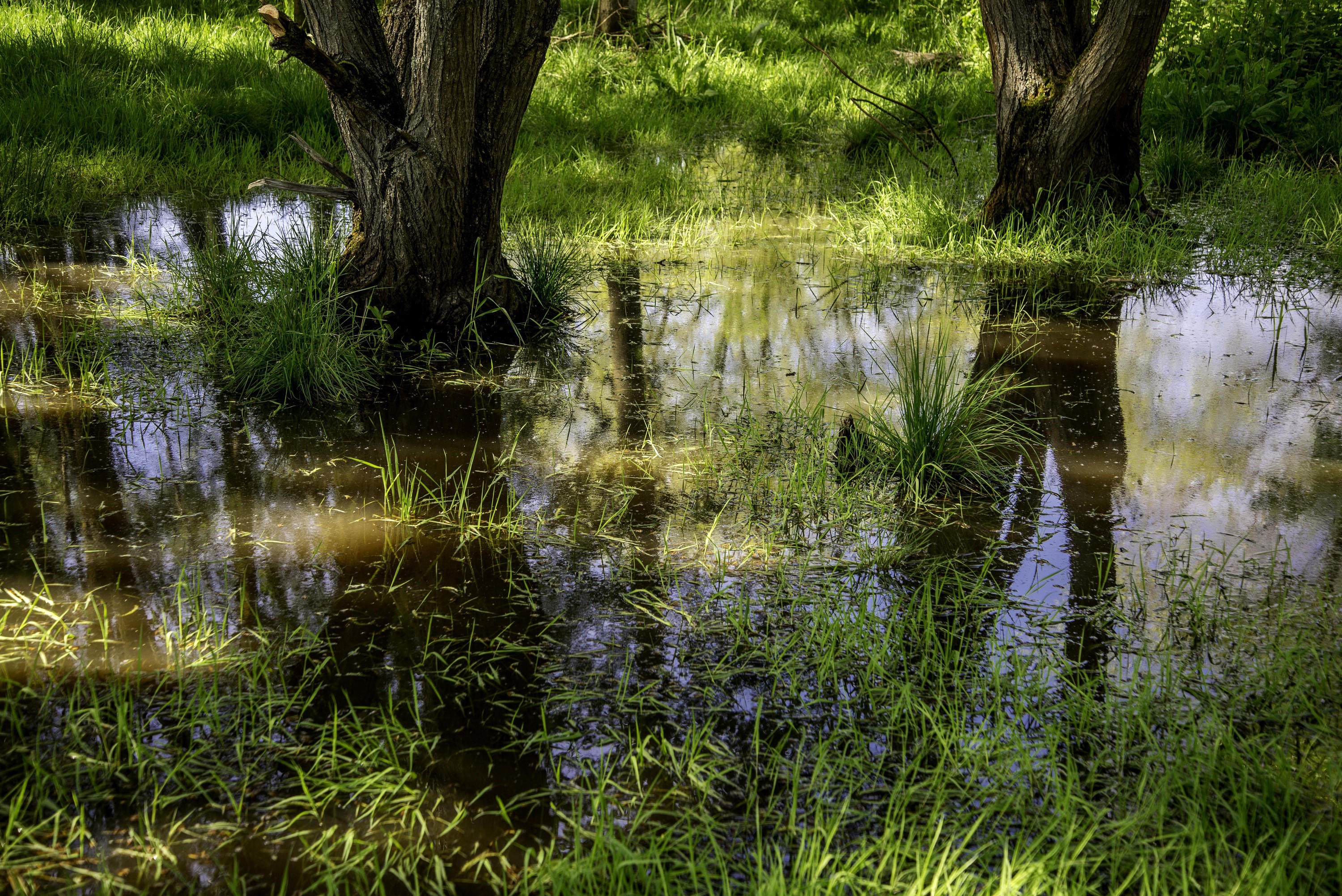 Flooded grassy area with trees and reflections HD Wallpaper