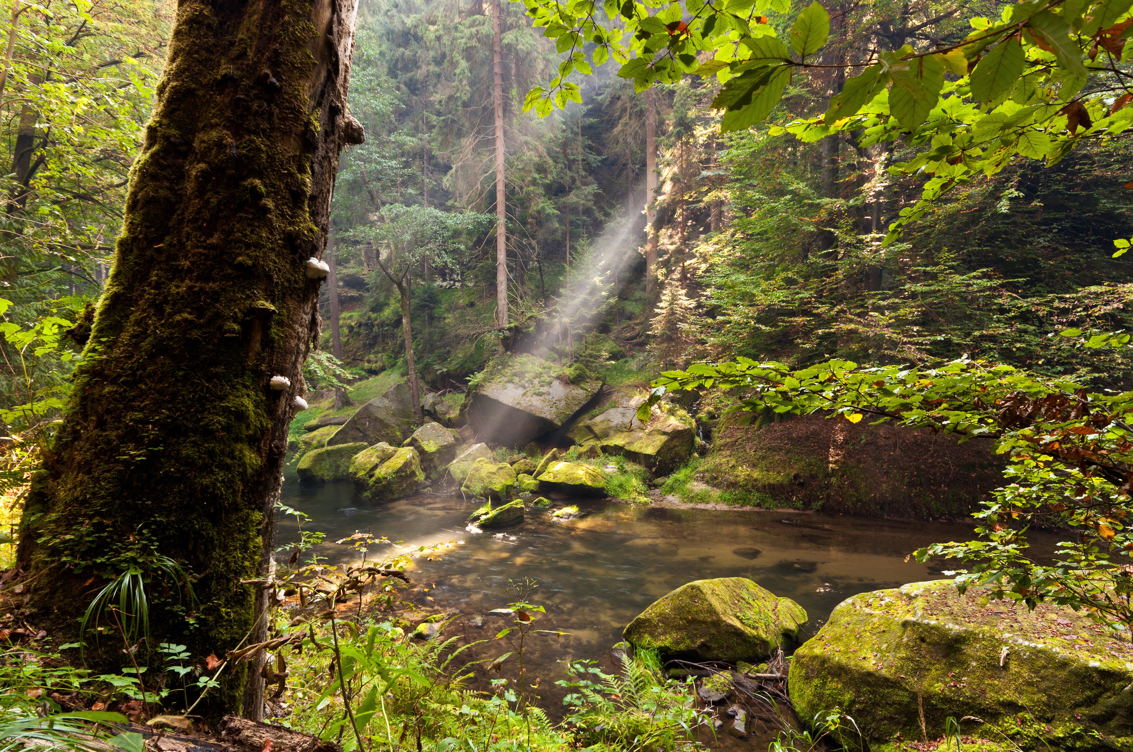 Forest stream with sunbeams and mossy rocks HD Wallpaper