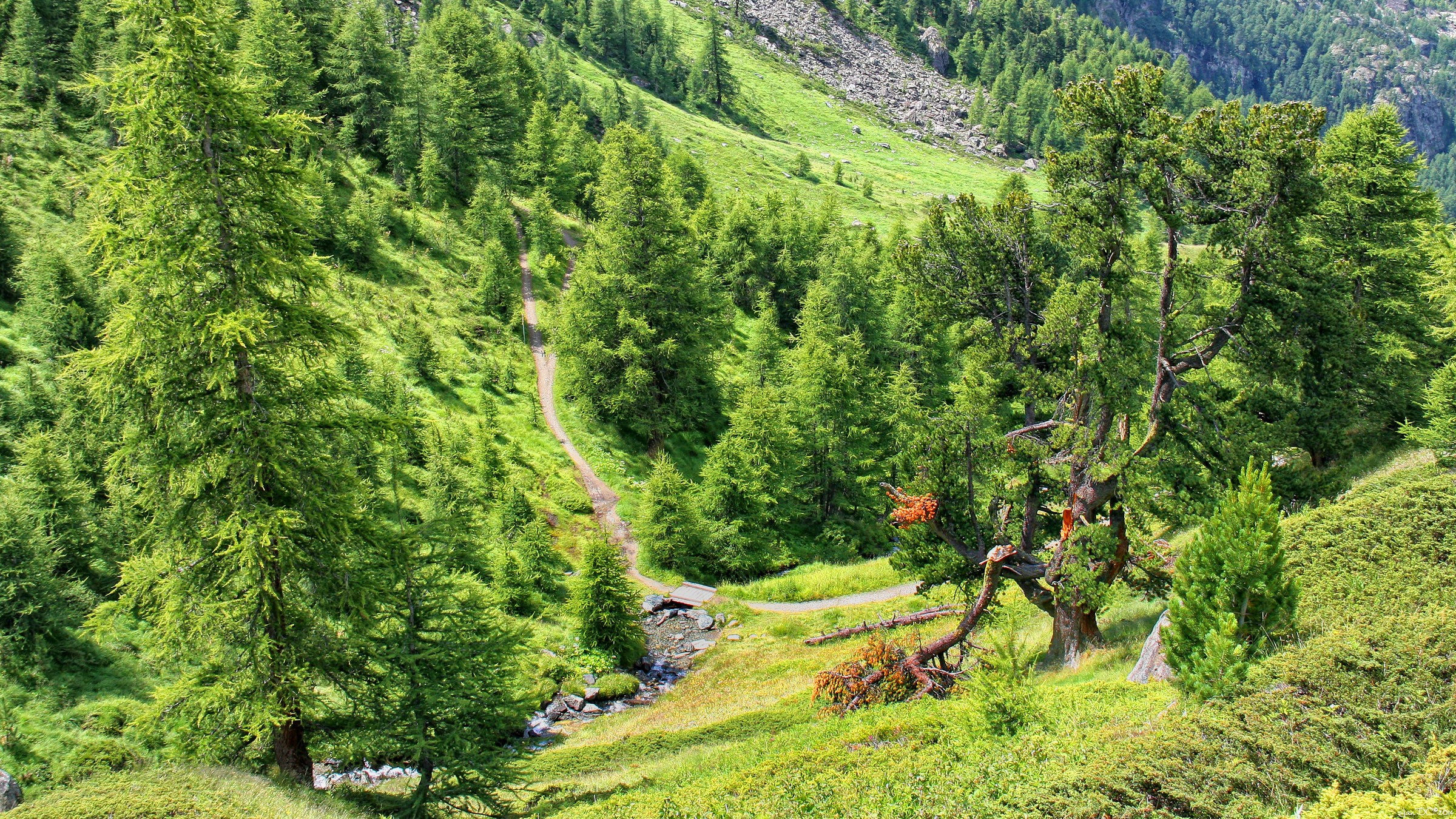 Mountain trail through a spruce forest in Zermatt, Switzerland HD Wallpaper