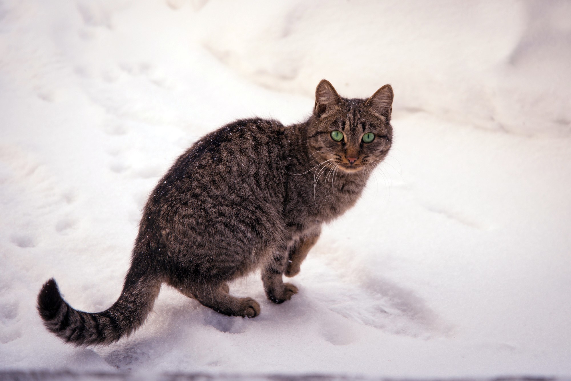 Tabby cat with green eyes in the snow HD Wallpaper