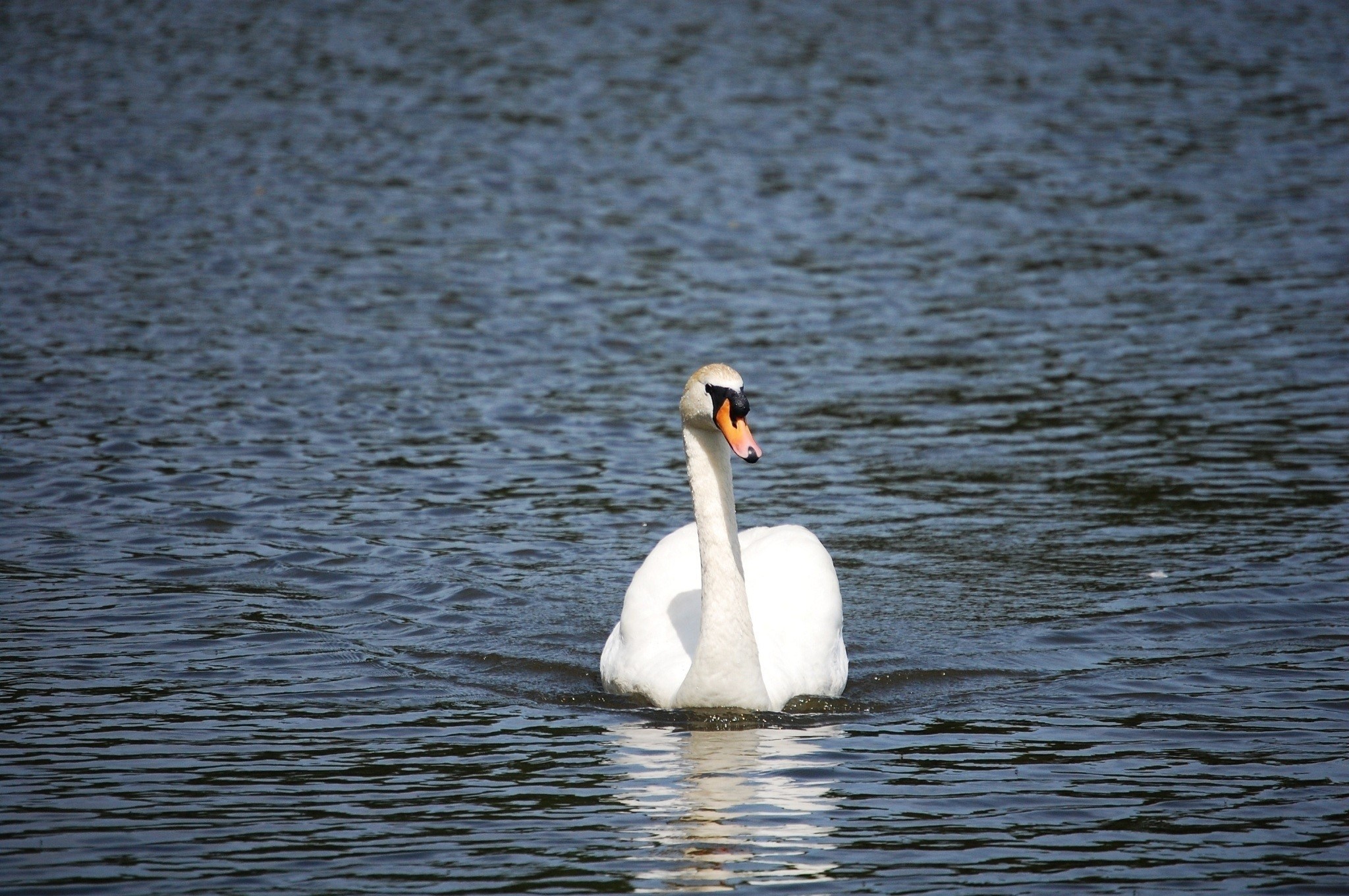 A white swan swims on a body of water HD Wallpaper