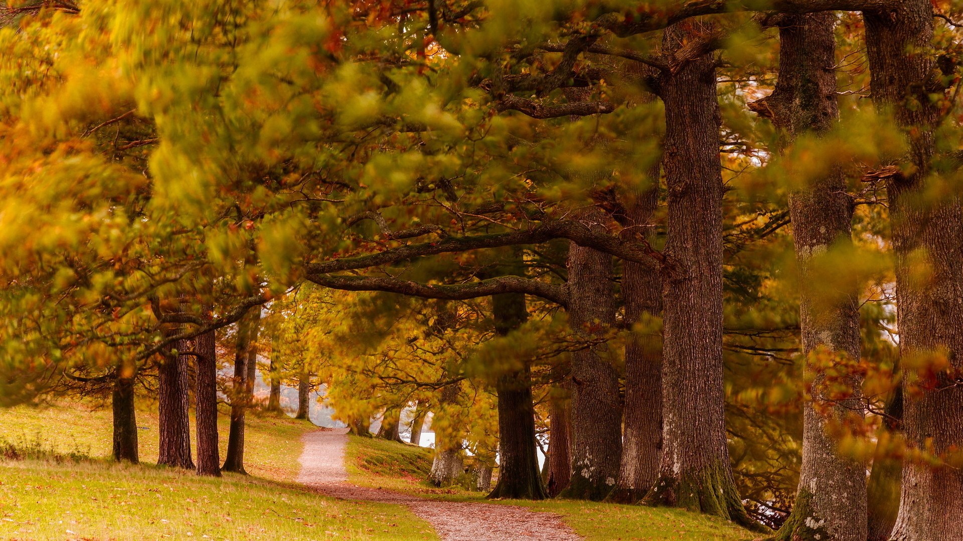 A path winds through a forest in autumn HD Wallpaper