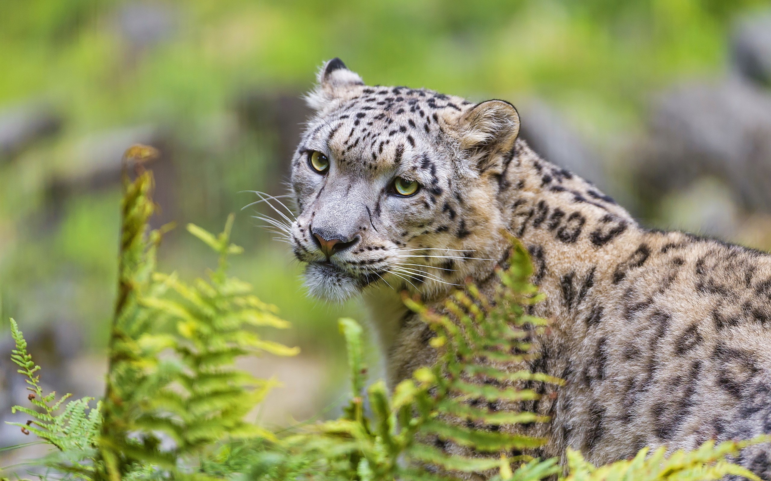 Snow leopard looking through ferns HD Wallpaper