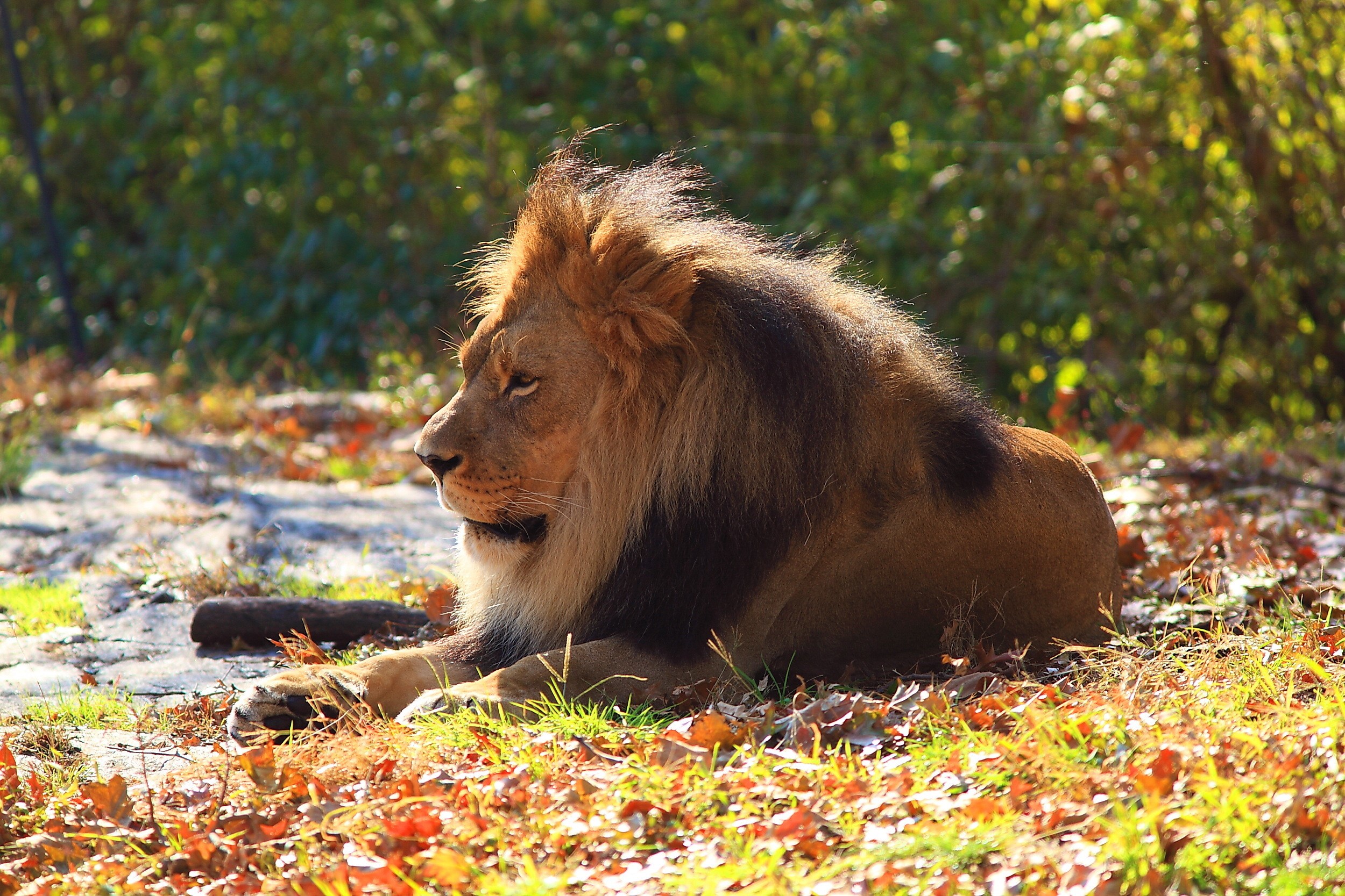 Lion resting in autumn foliage HD Wallpaper