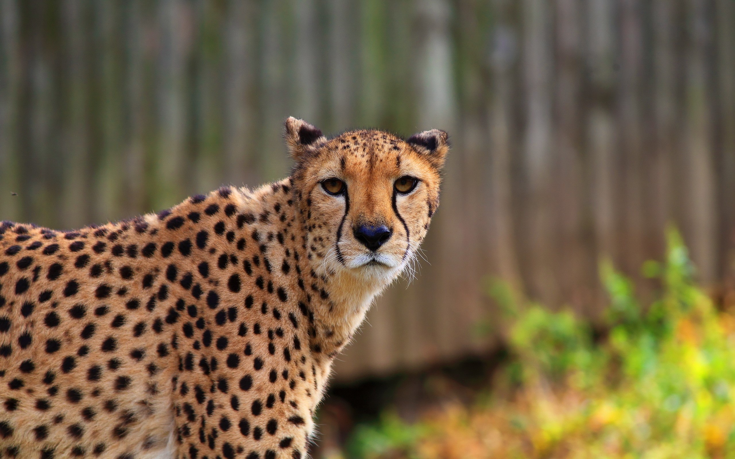 Cheetah looking to the side HD Wallpaper