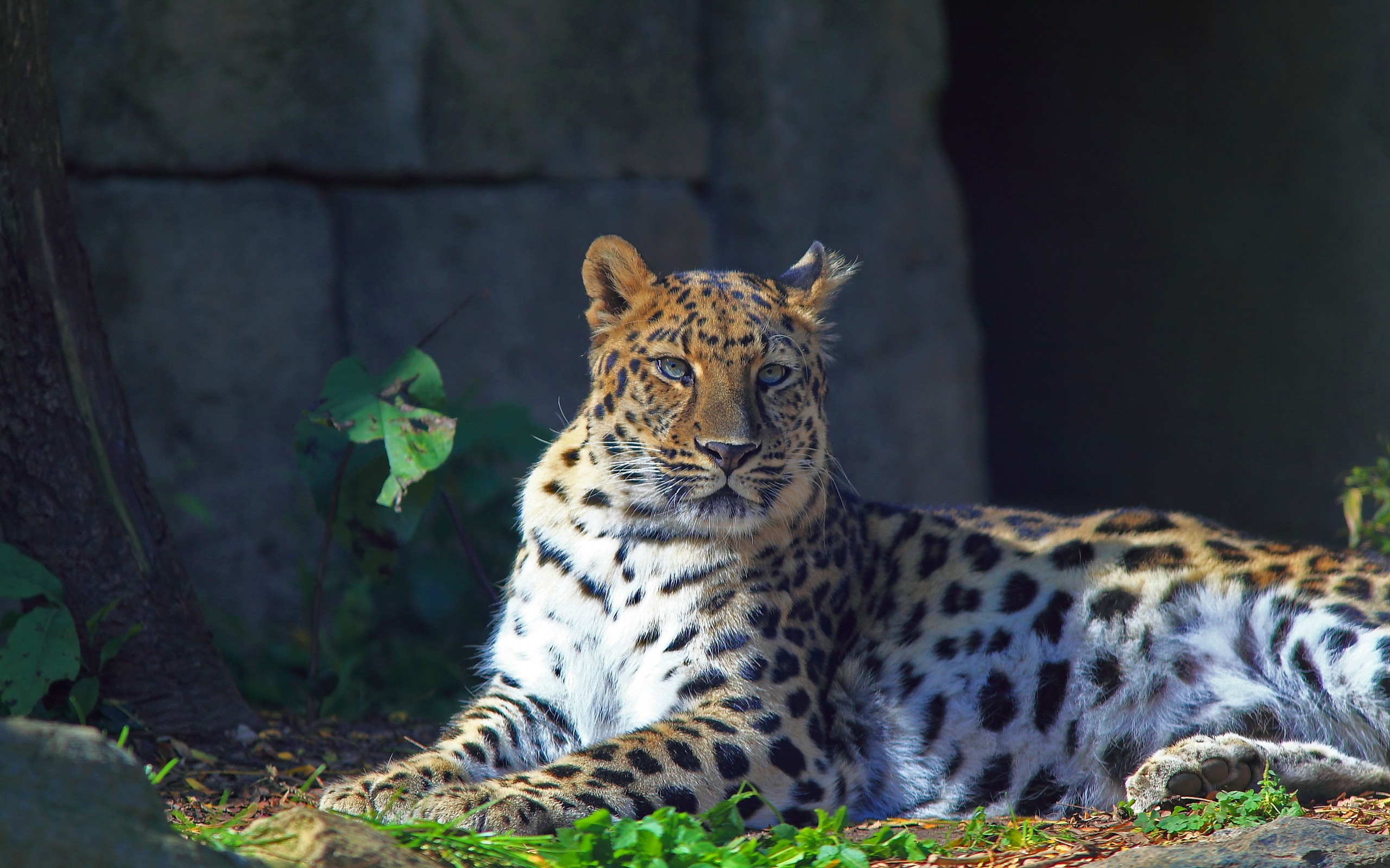 Leopard resting near a cave entrance HD Wallpaper