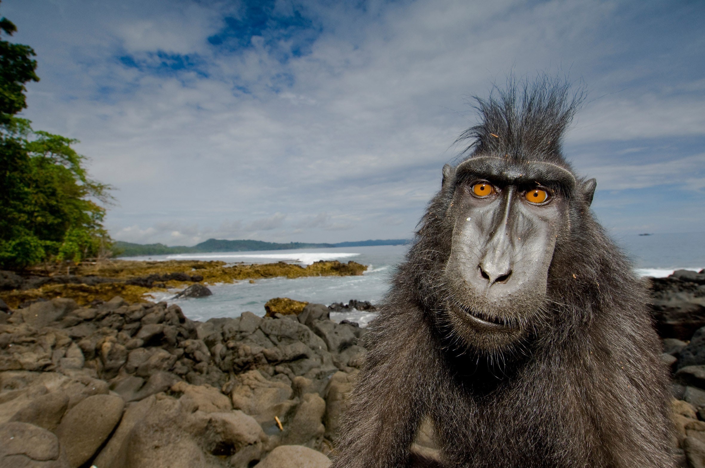 Macaque monkey with orange eyes on a rocky beach HD Wallpaper