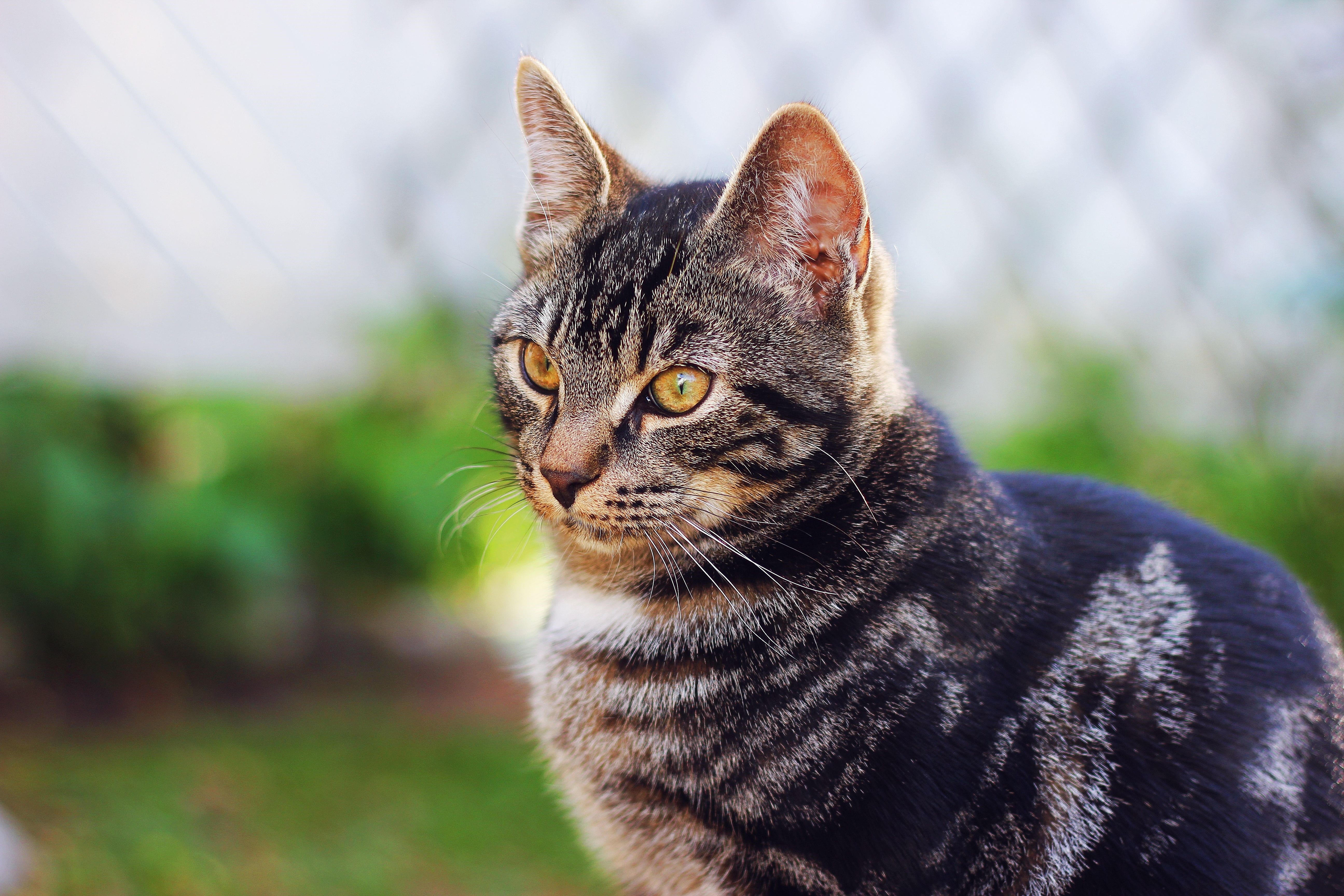 Tabby Cat Looking to the Side HD Wallpaper
