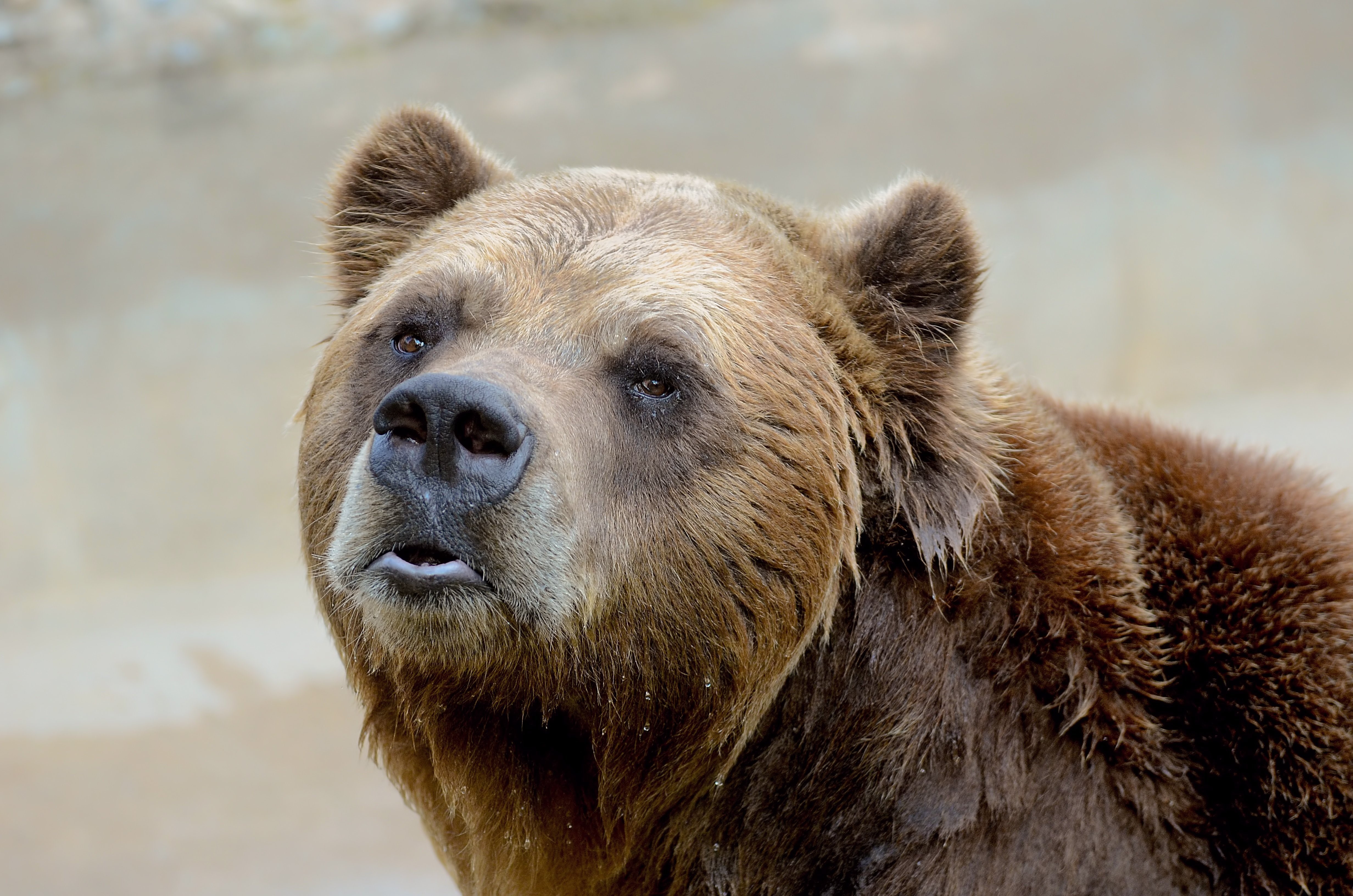 Brown Bear close-up HD Wallpaper