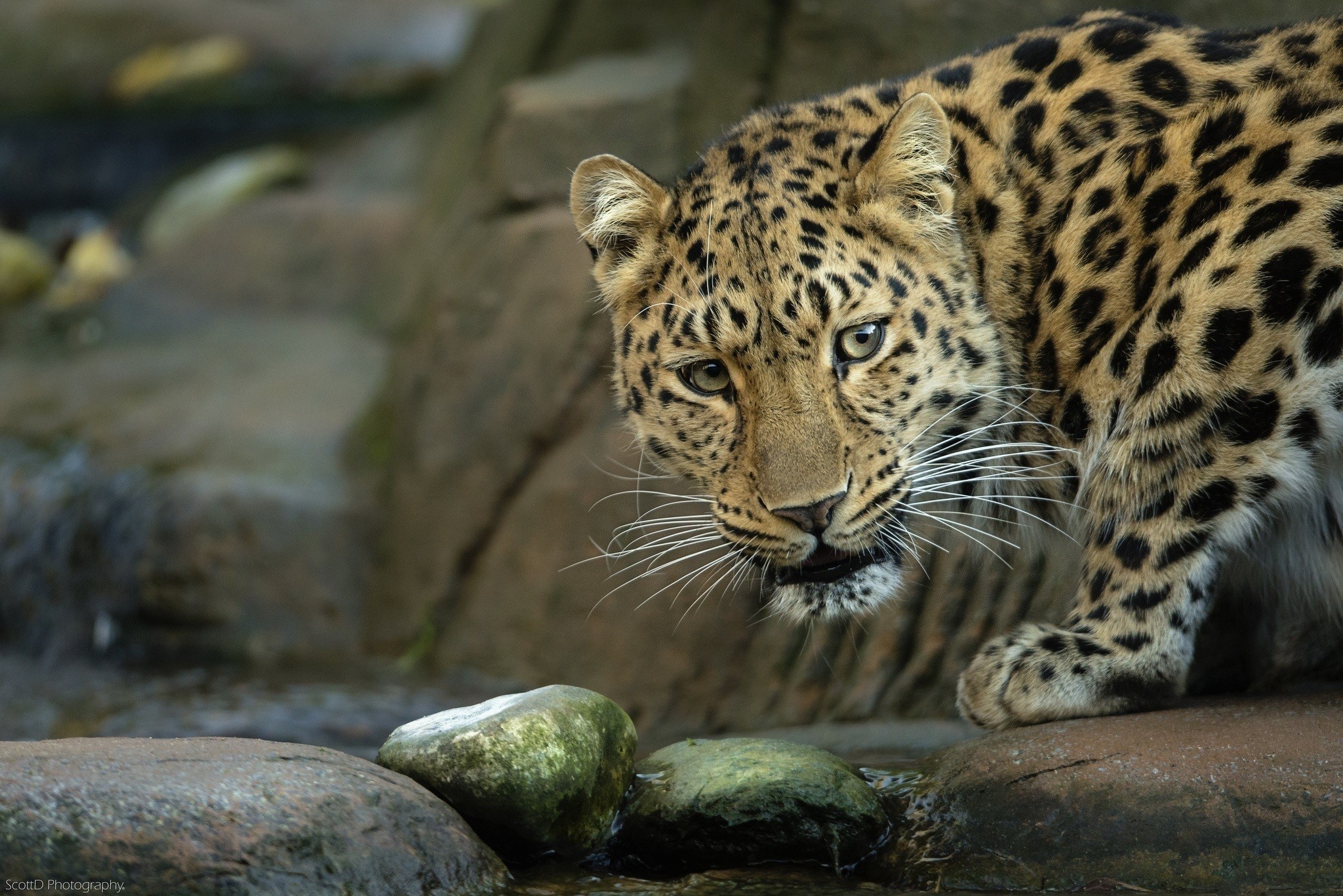 Leopard looking at the camera near rocks and water HD Wallpaper