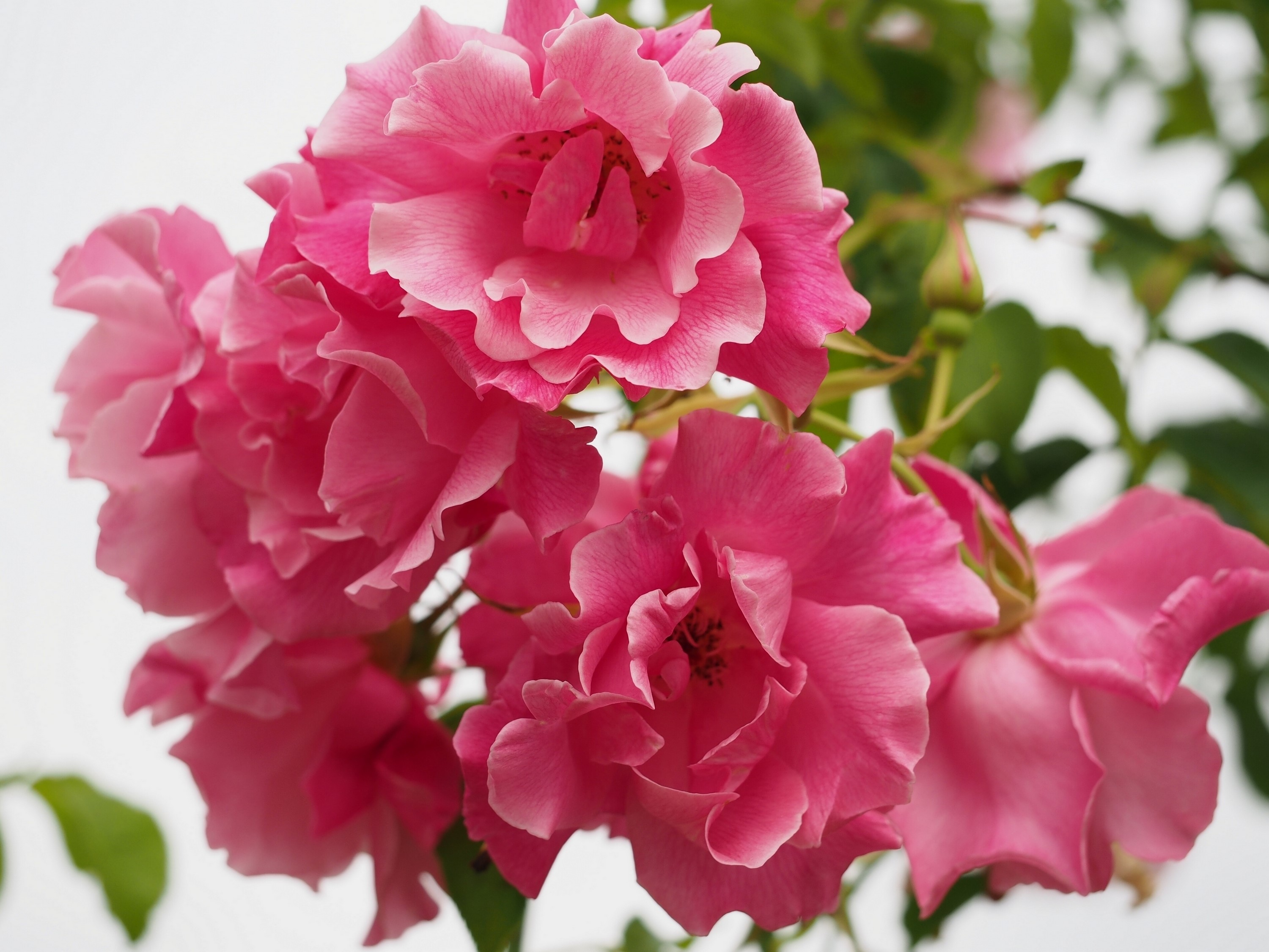 Cluster of pink roses in bloom HD Wallpaper
