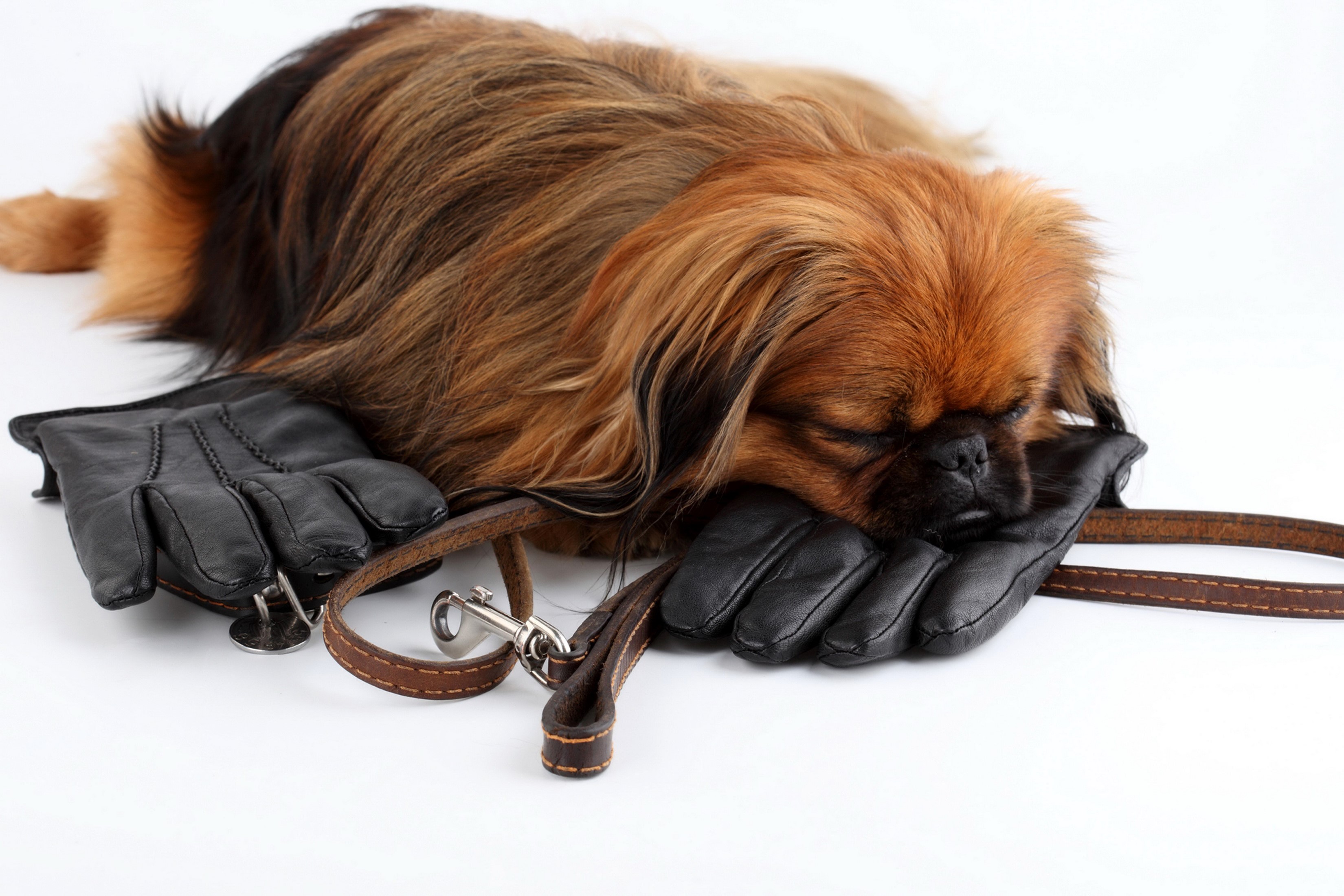 Pekingese dog sleeping on gloves and leash HD Wallpaper