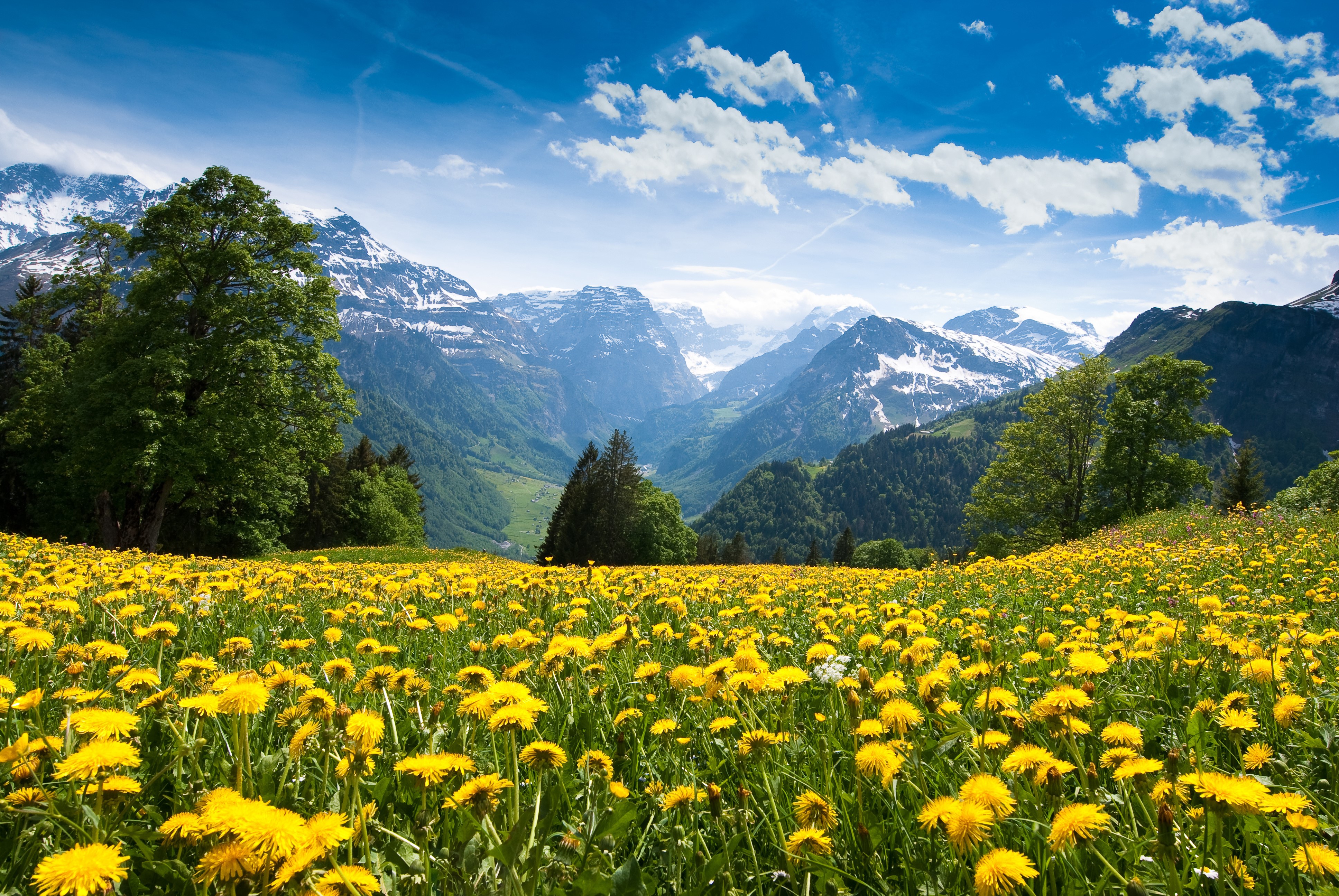 Field of Dandelions with Snow-Capped Mountains HD Wallpaper