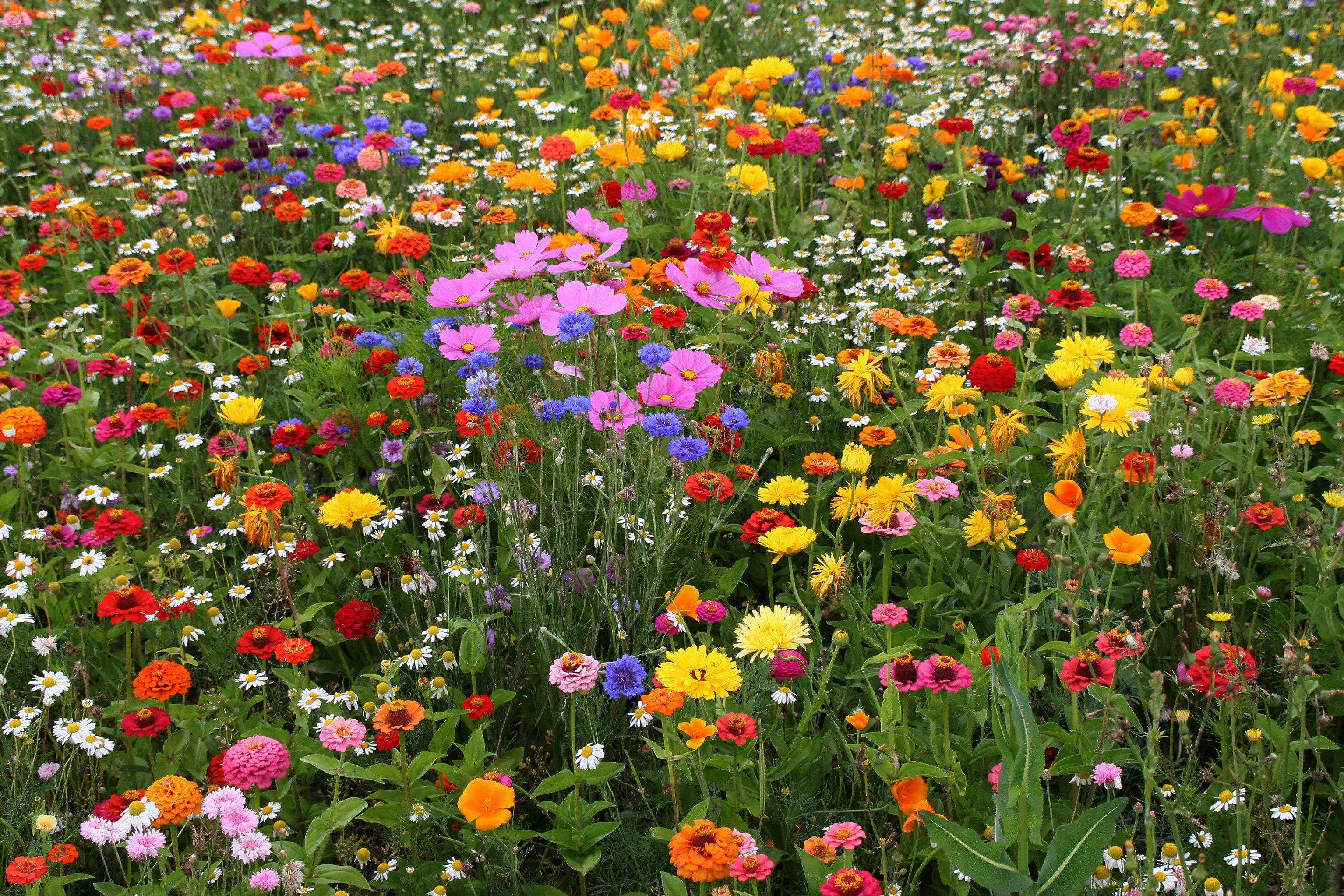 A field of colorful wildflowers in bloom HD Wallpaper