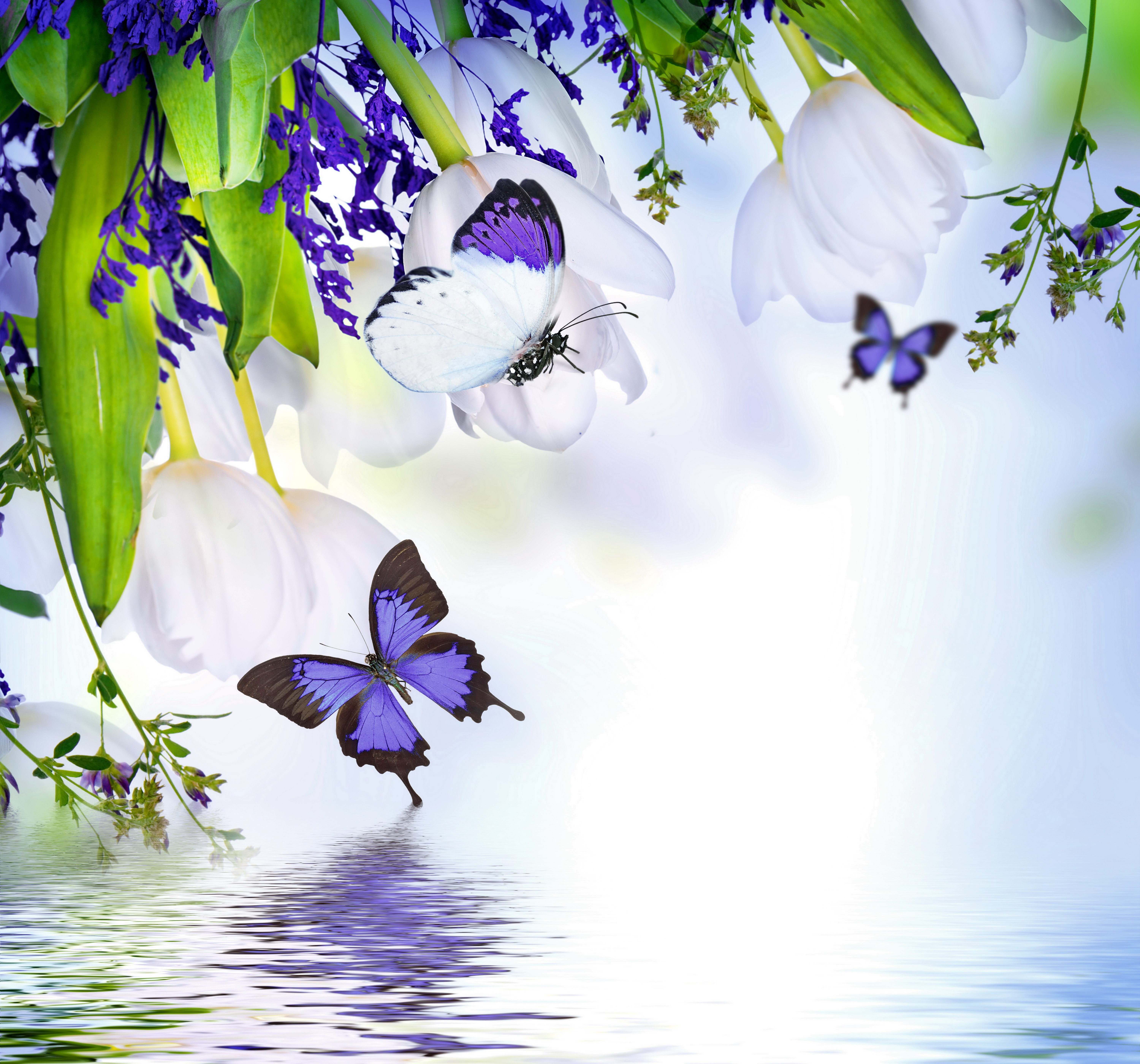 White Tulips and Purple Butterflies HD Wallpaper