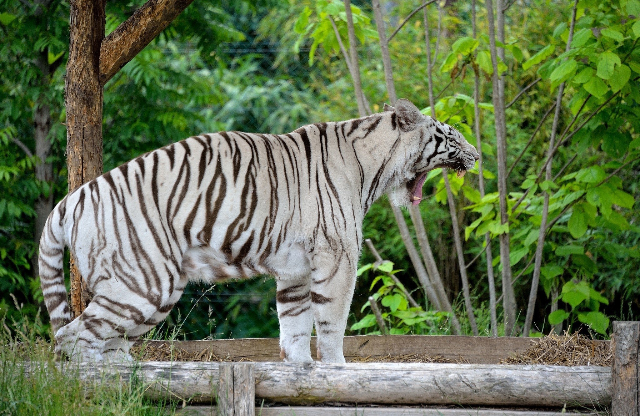 White tiger yawning in a forest enclosure HD Wallpaper