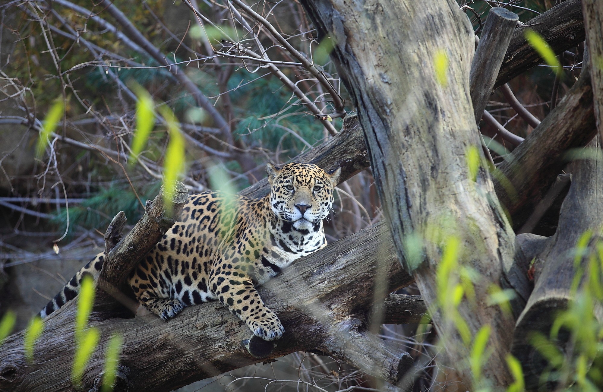 Jaguar resting on a tree trunk HD Wallpaper