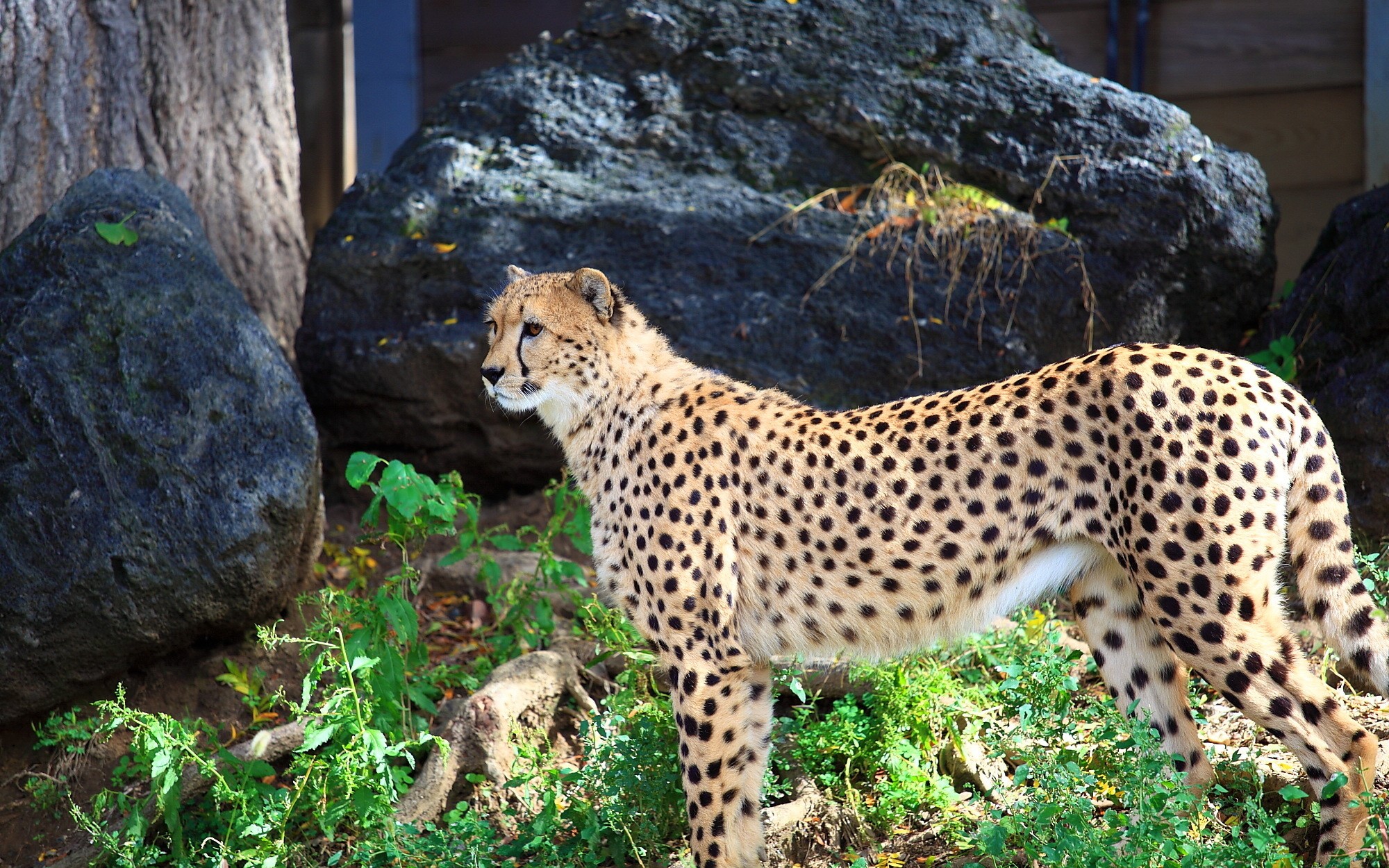 Cheetah standing among rocks and greenery HD Wallpaper