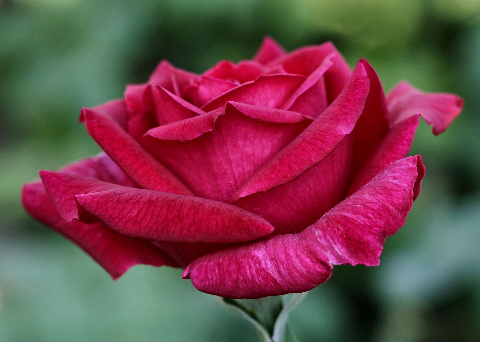 Close-up of a deep red rose HD Wallpaper