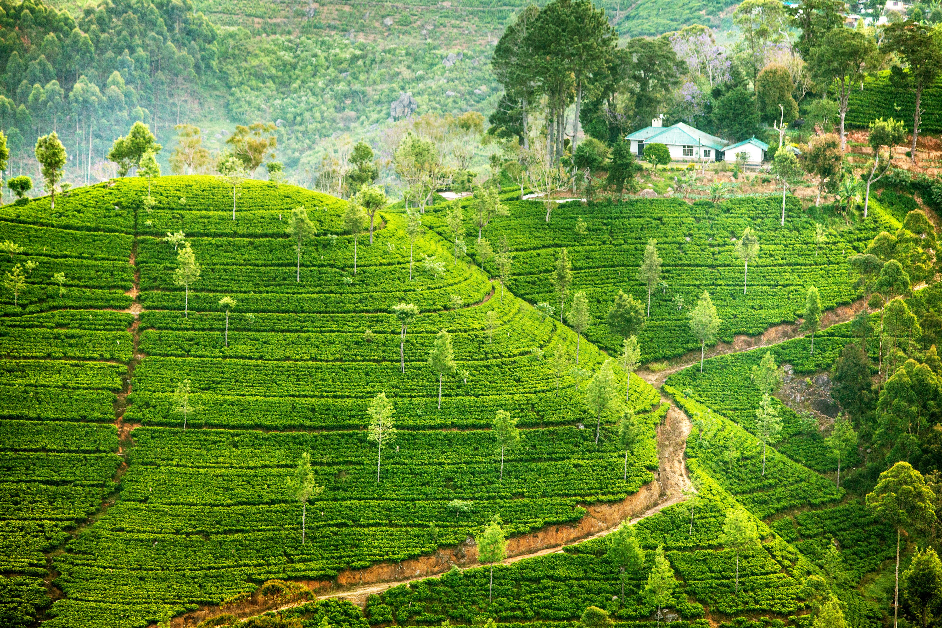 Terraced tea fields on a hillside with a house HD Wallpaper