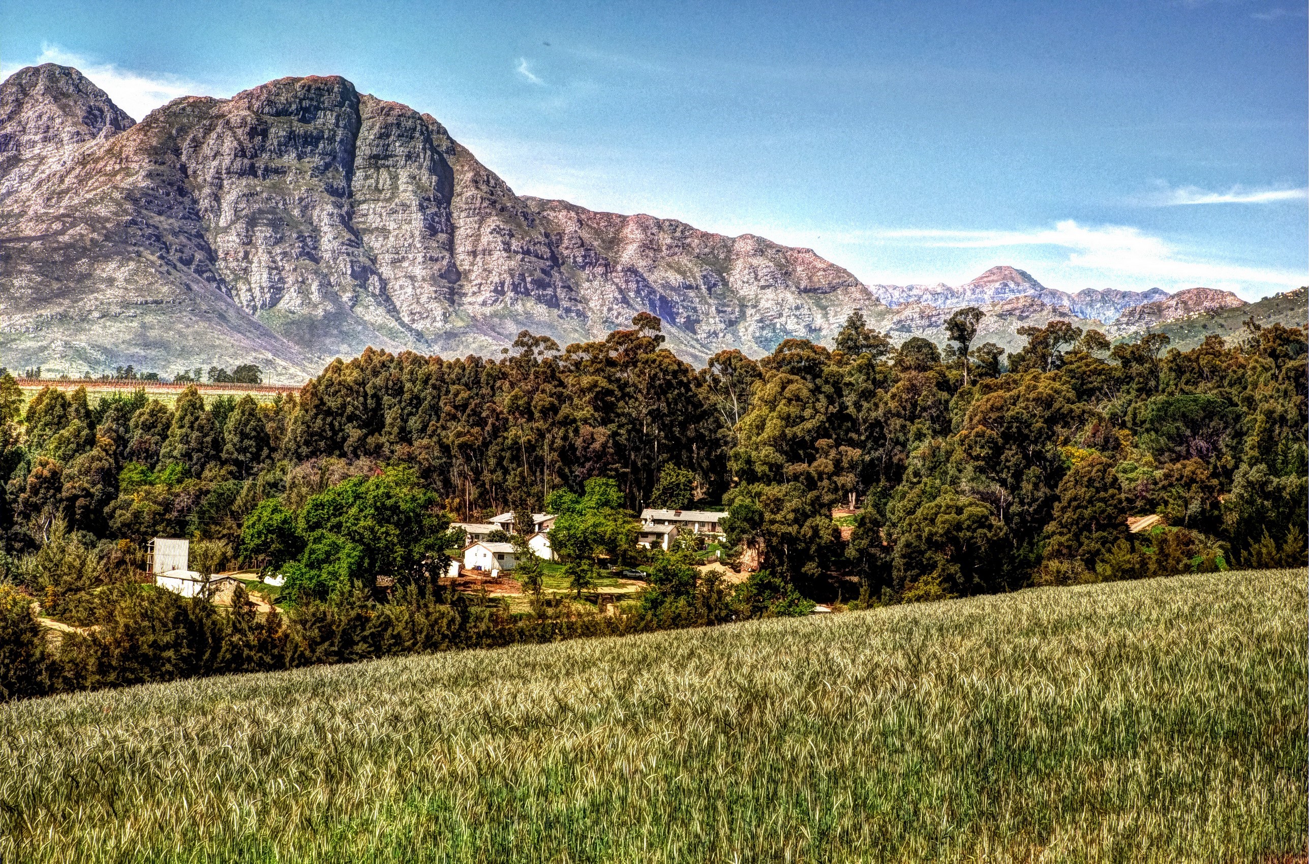 Mountains and forest with buildings in South Africa HD Wallpaper