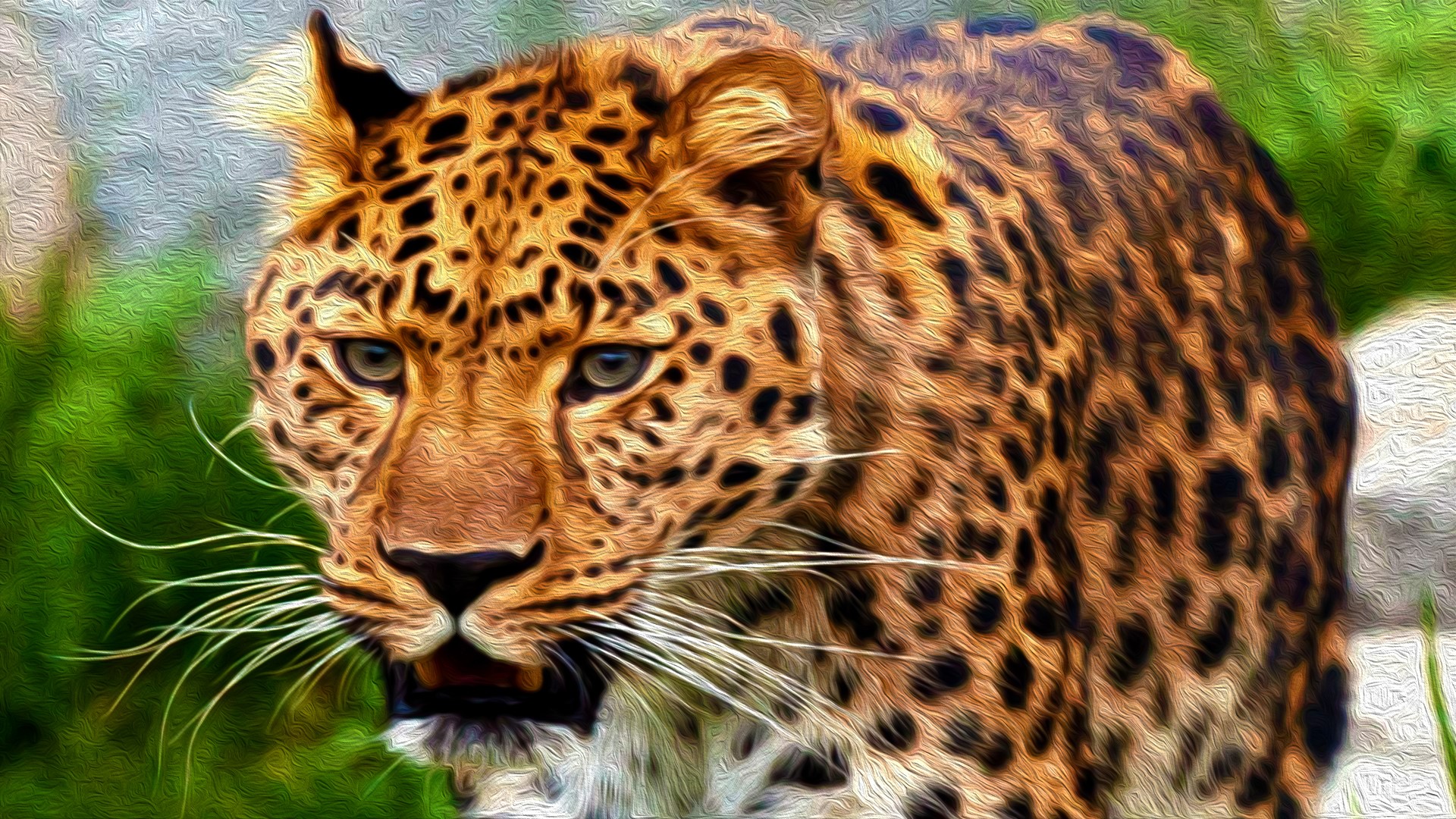 Leopard with black spots and long whiskers HD Wallpaper