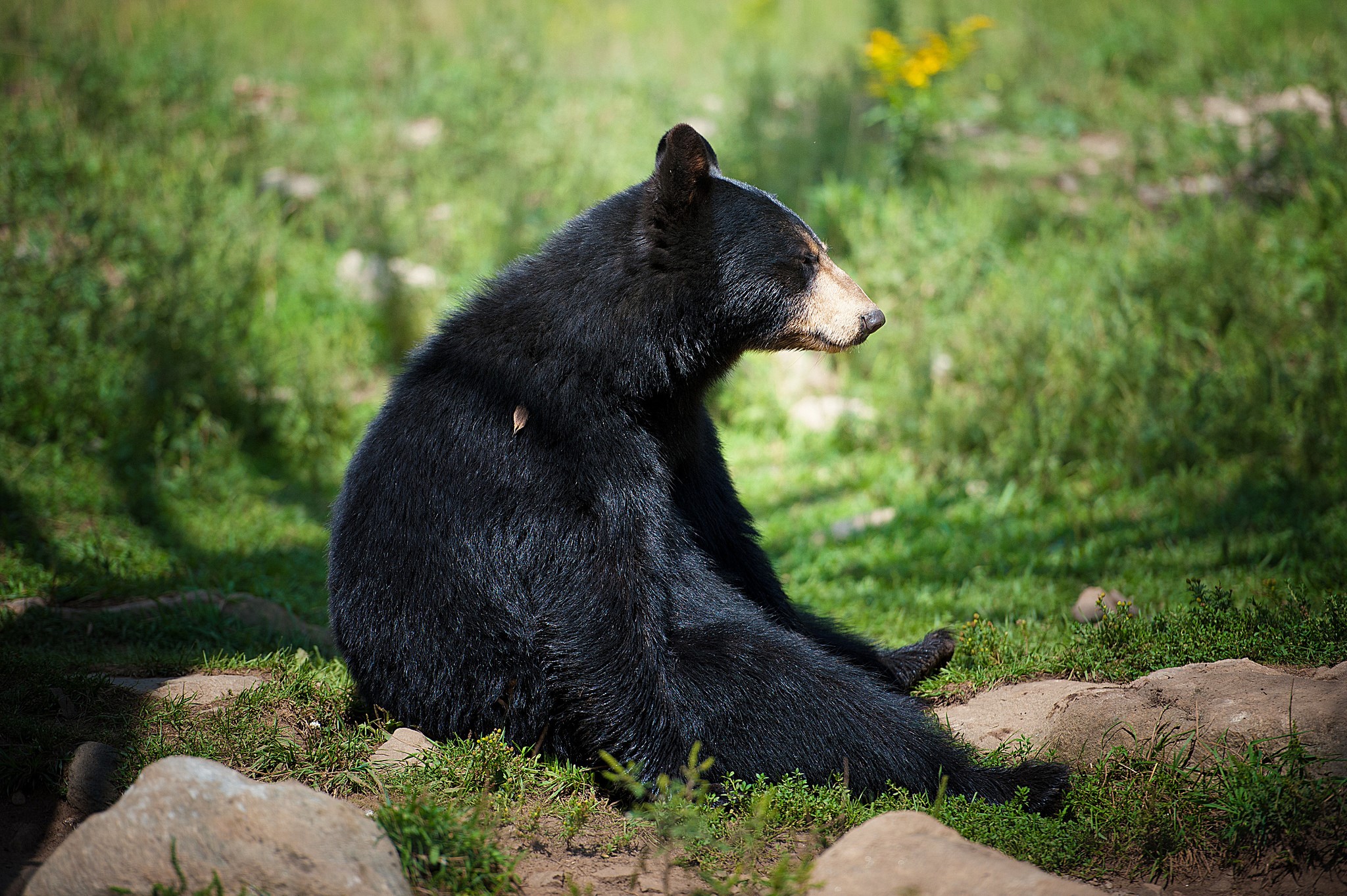 Black bear sitting on the ground HD Wallpaper