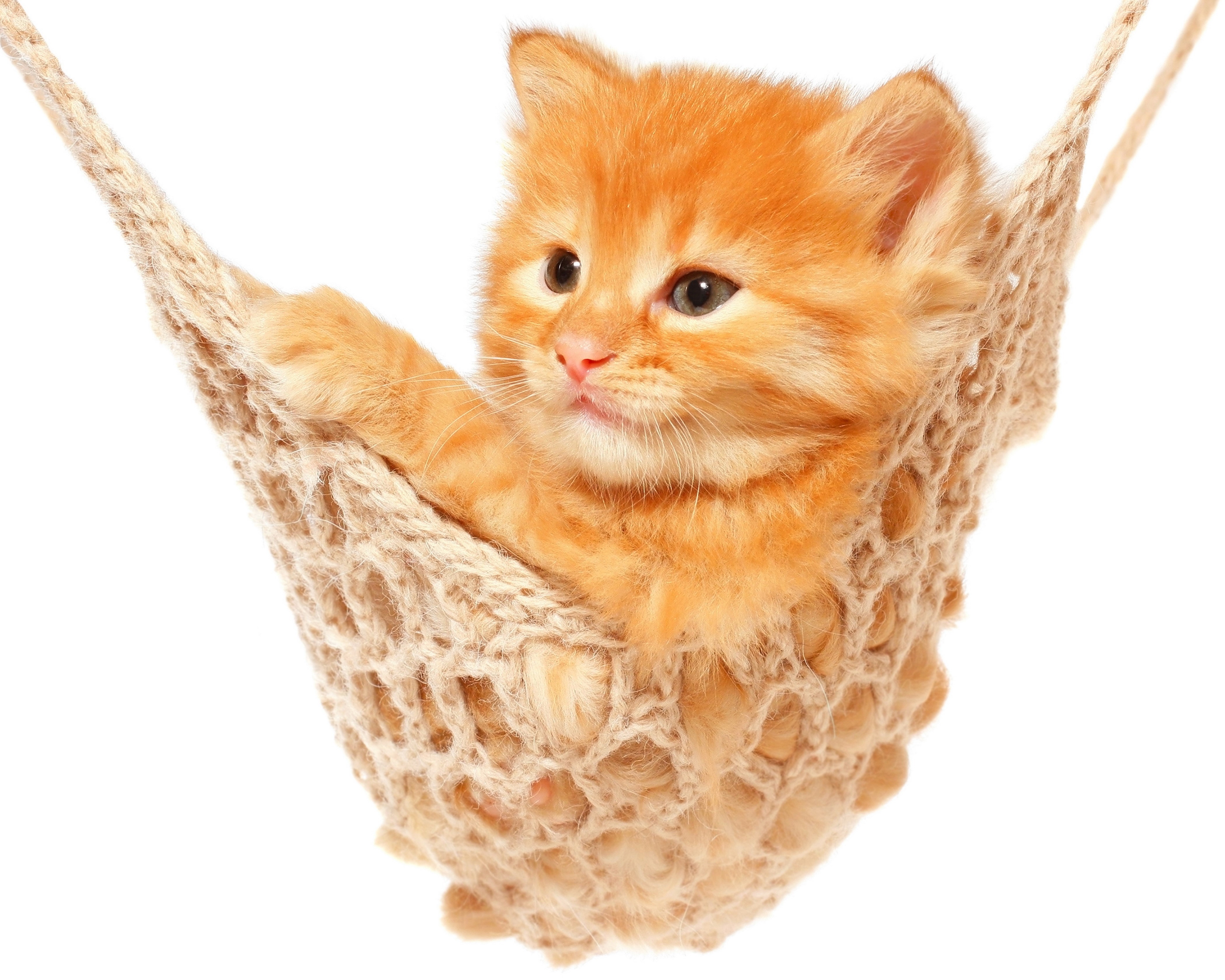 Ginger kitten in a hammock HD Wallpaper