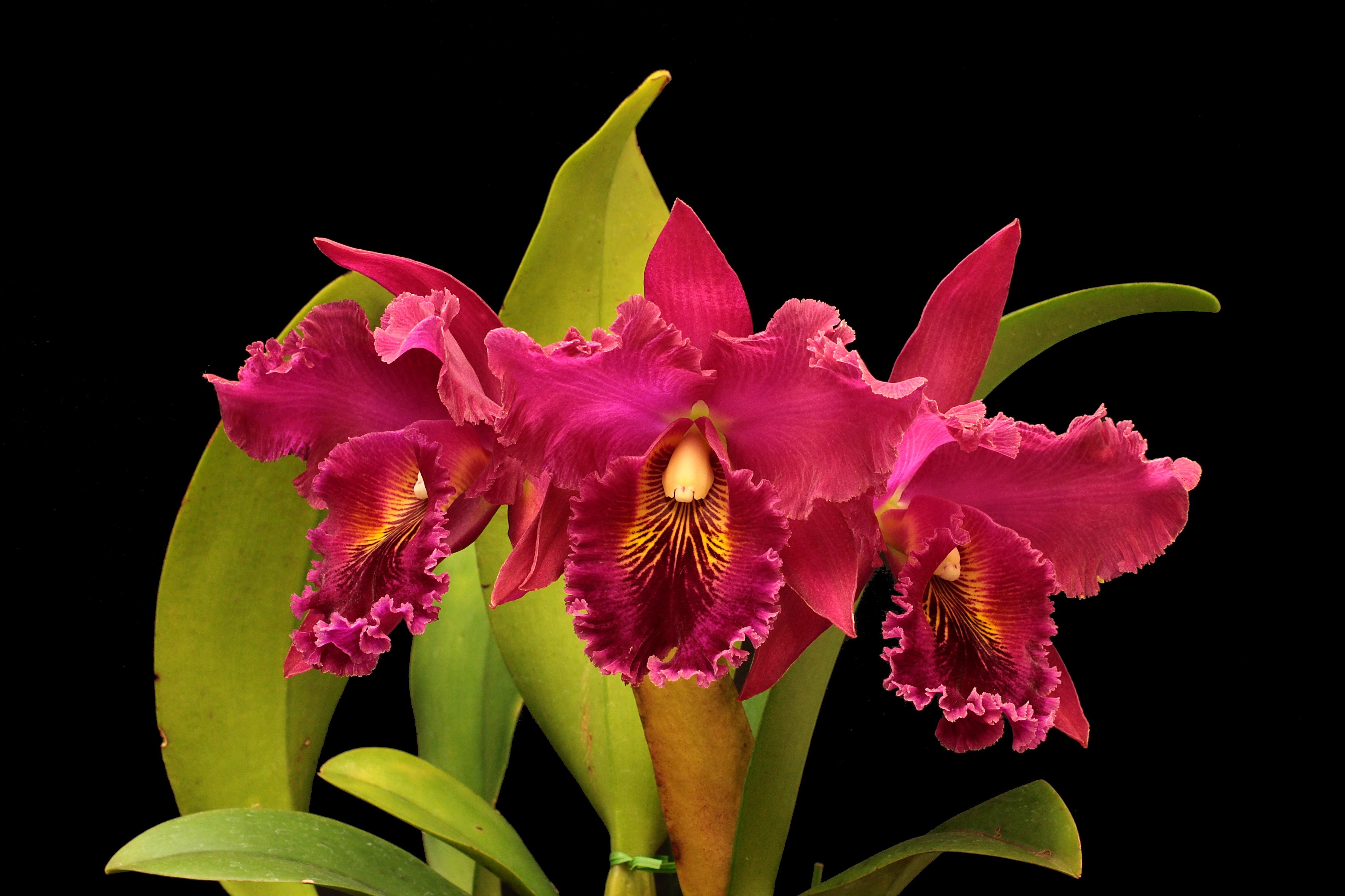 Close-up of a vibrant red orchid with ruffled petals HD Wallpaper