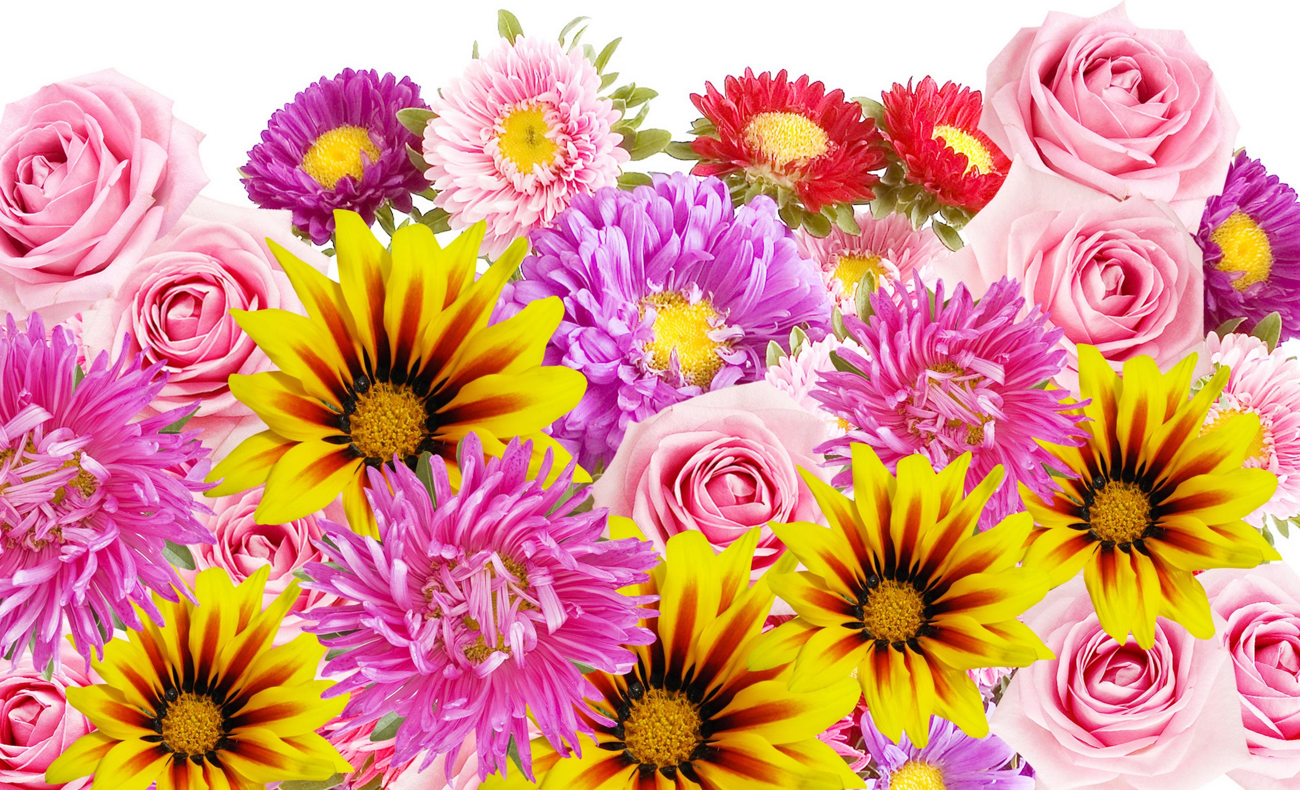Pink Roses and Asters with Yellow Gazanias HD Wallpaper