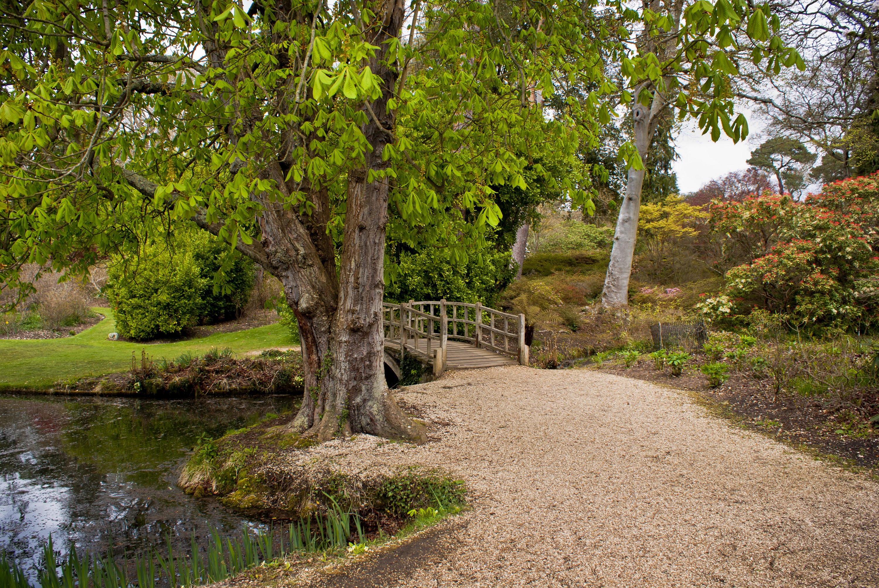 Wooden bridge over a pond in Exbury, England HD Wallpaper