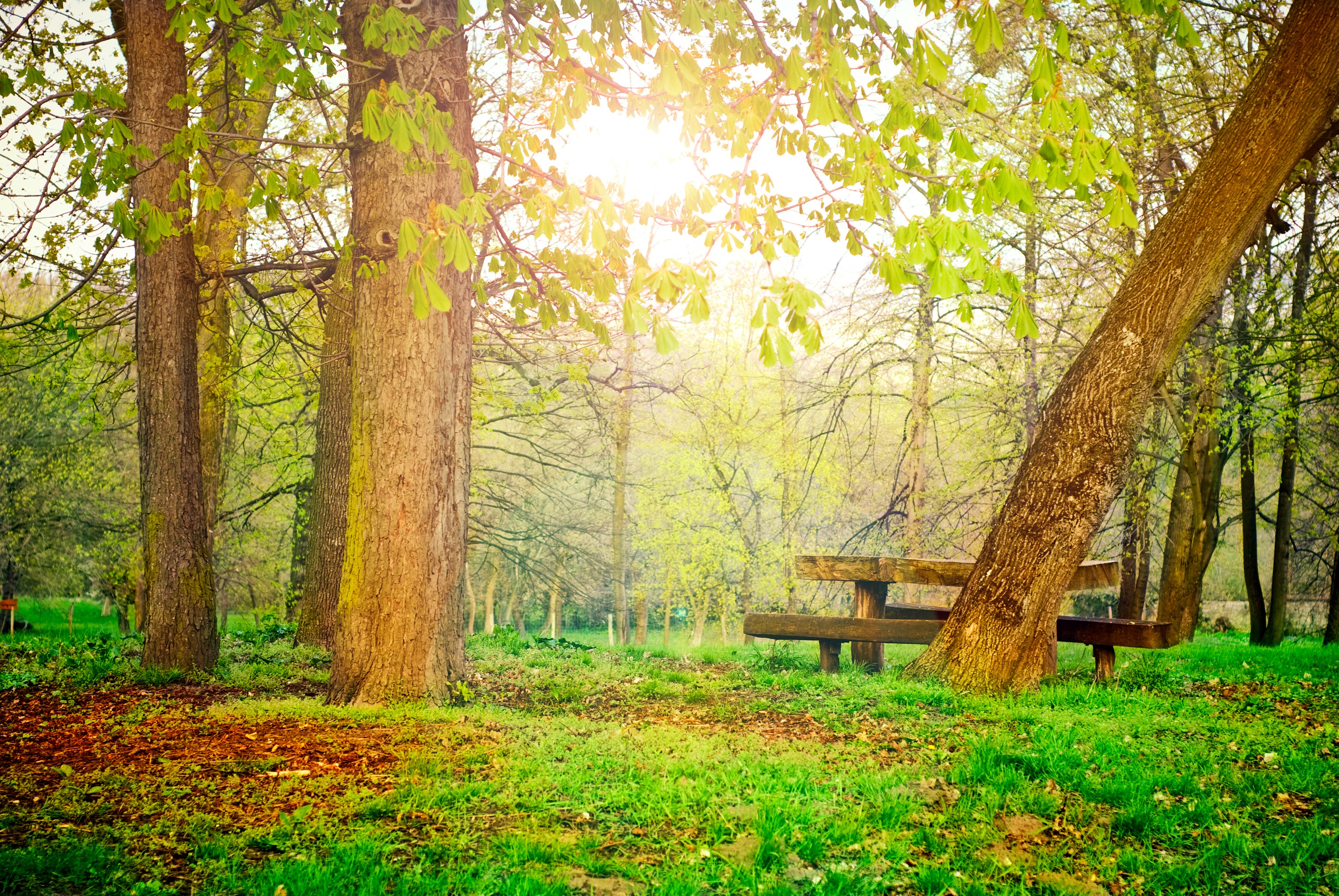 Park with trees and a wooden bench HD Wallpaper