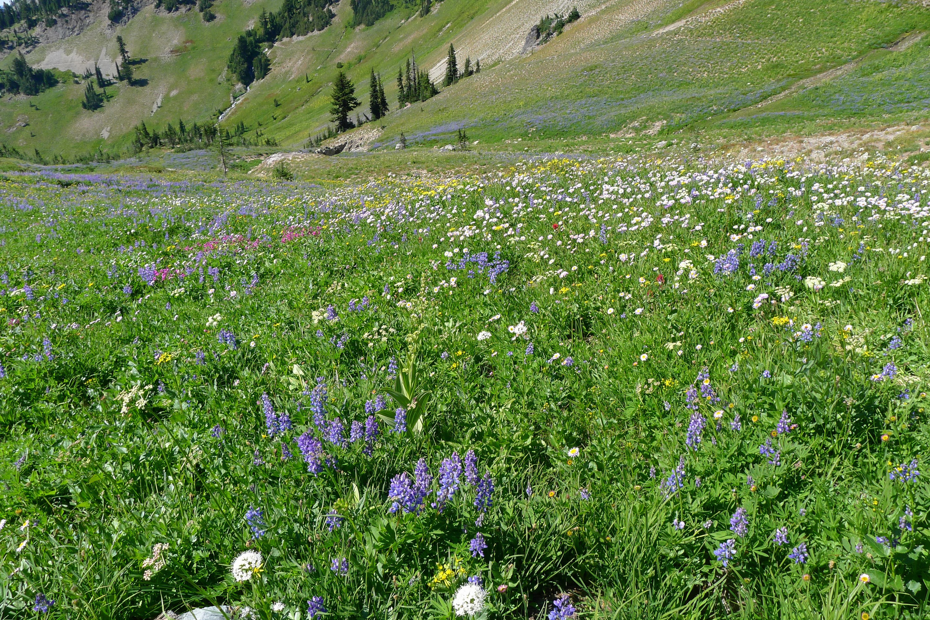 Wildflower Meadow in Washington, USA HD Wallpaper