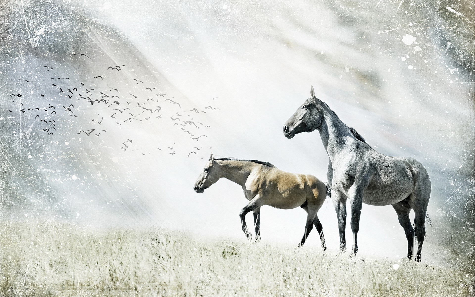 Two horses in a field with birds flying HD Wallpaper