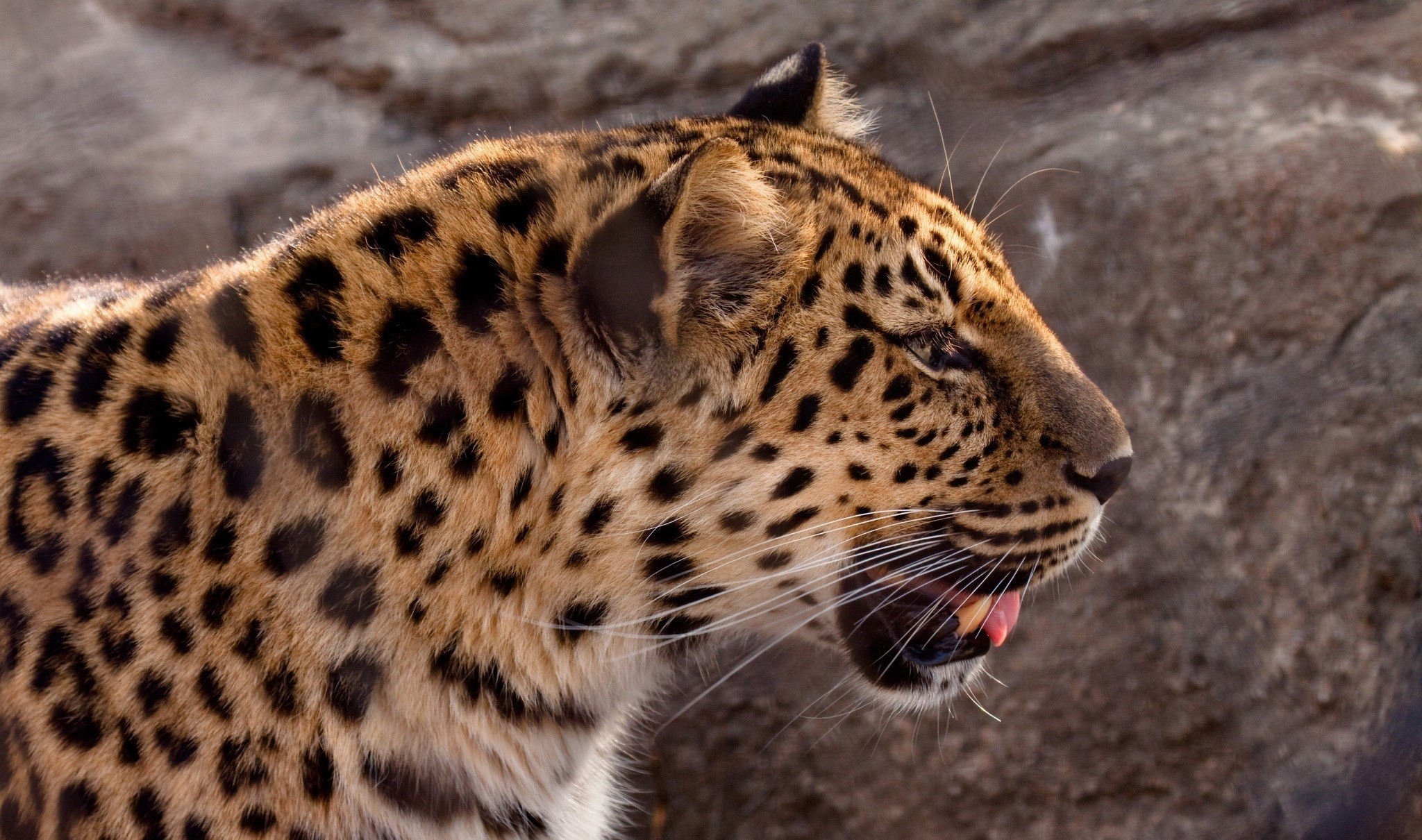 Leopard with spotted fur in profile HD Wallpaper