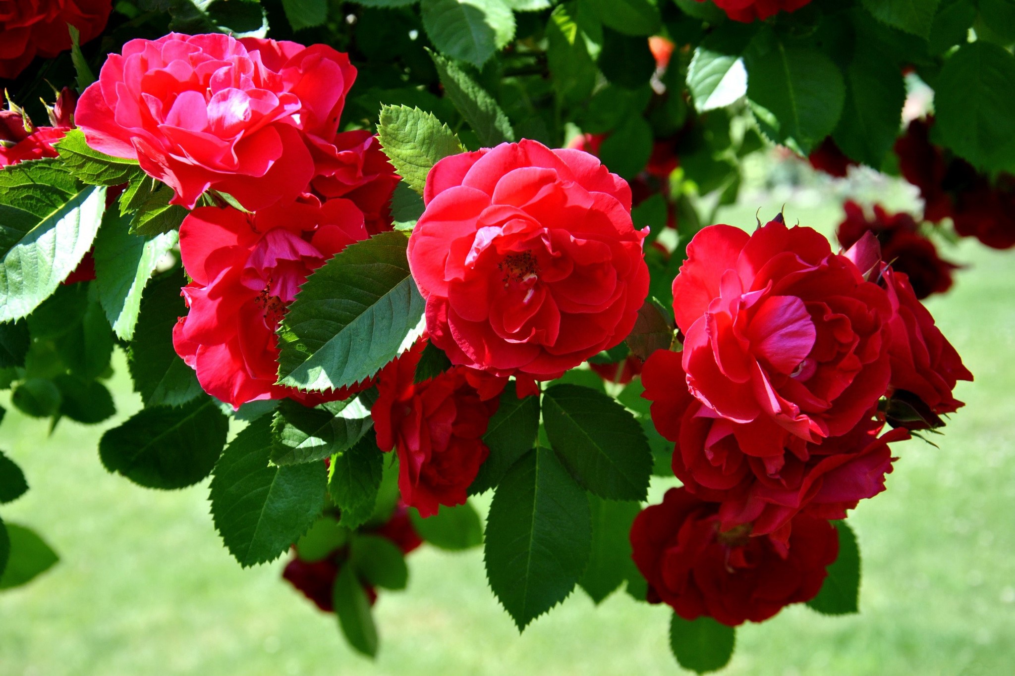 Red Roses on a Green Background HD Wallpaper
