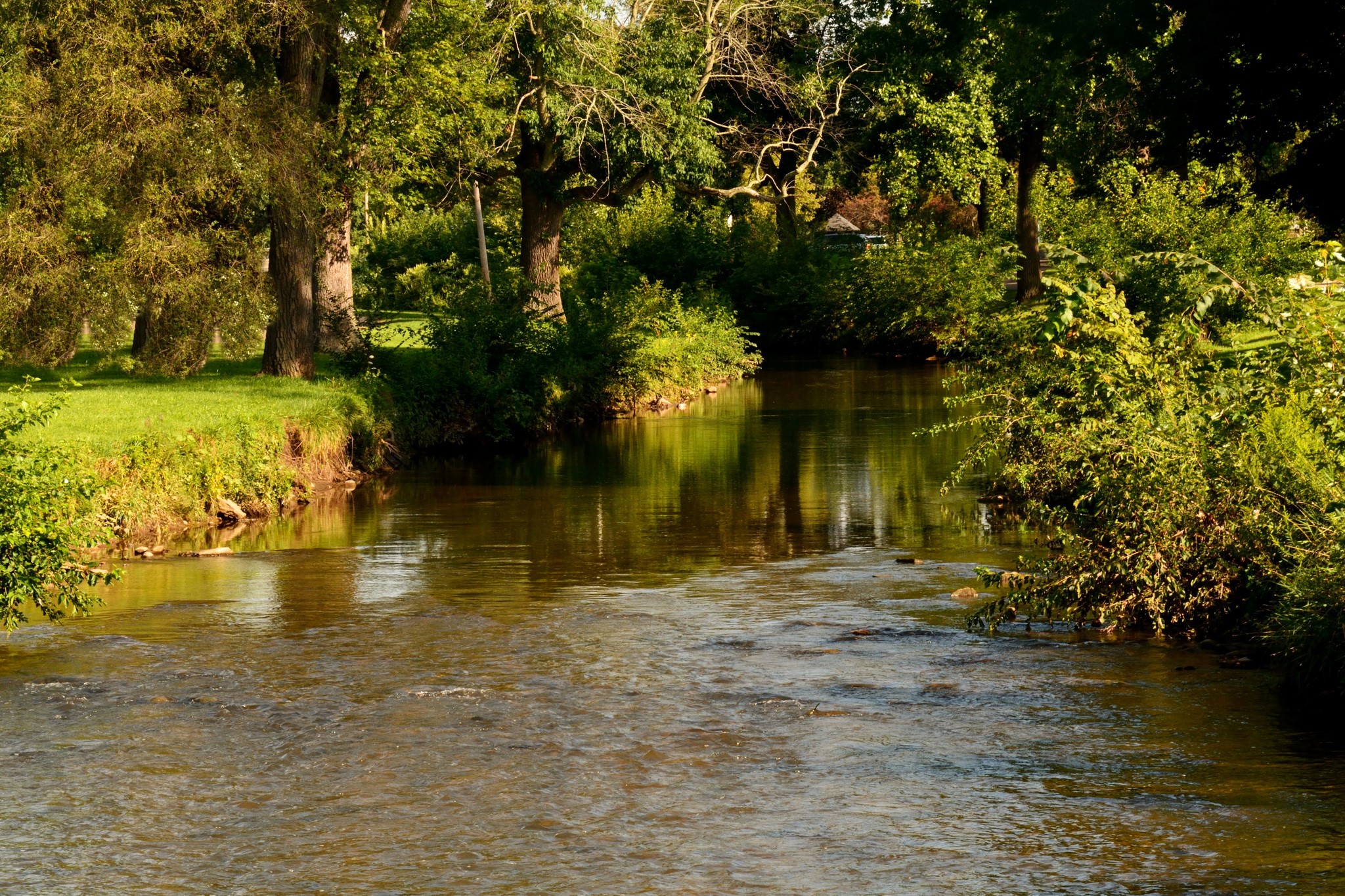 A river flows through a wooded area with green grass. HD Wallpaper