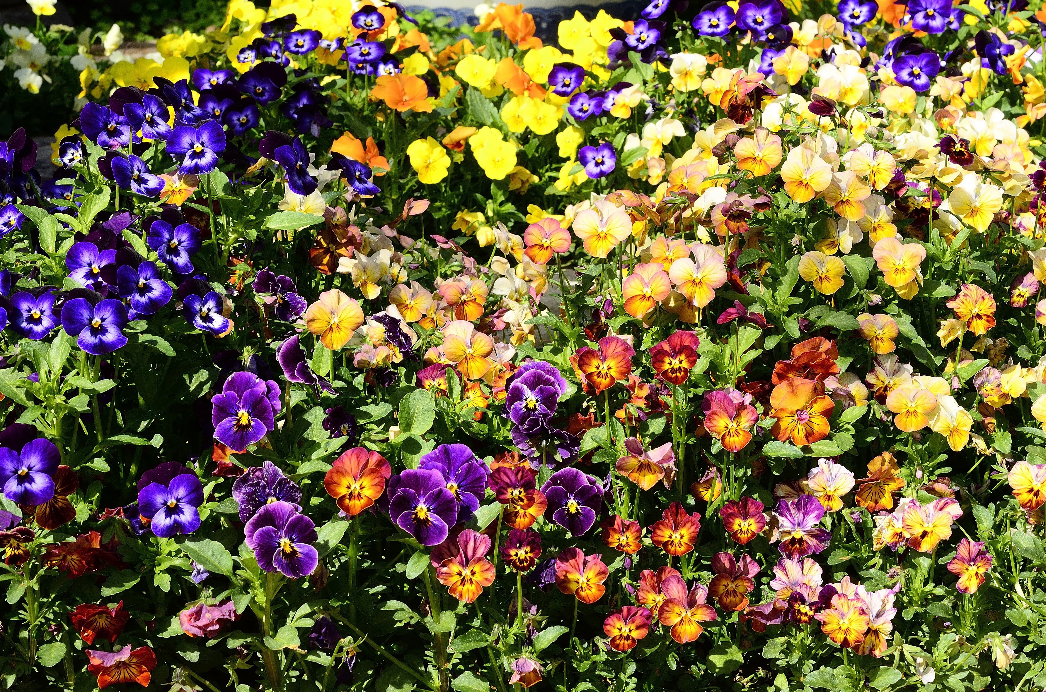 A bed of colorful pansies in bloom HD Wallpaper