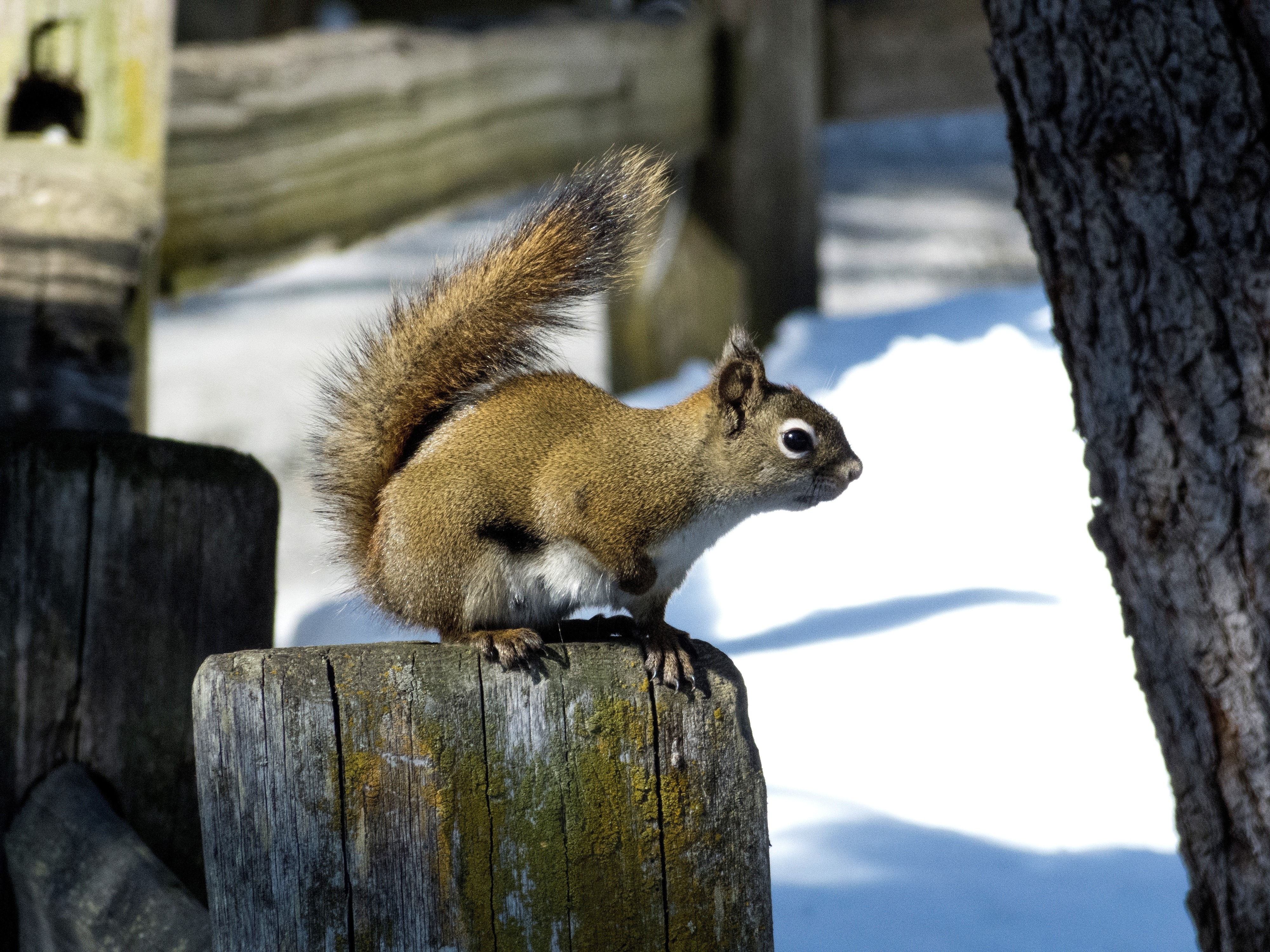Squirrel on a wooden post in the snow HD Wallpaper