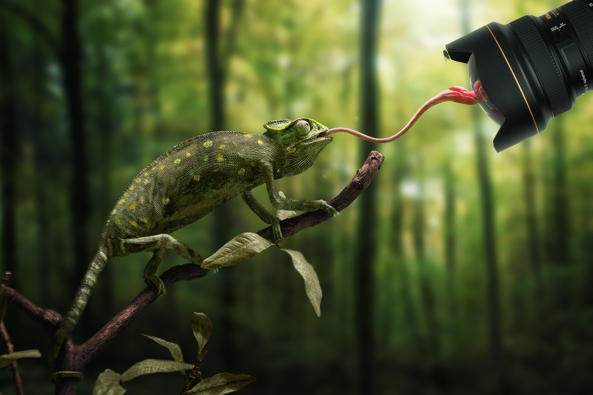 Chameleon on a branch with camera lens HD Wallpaper