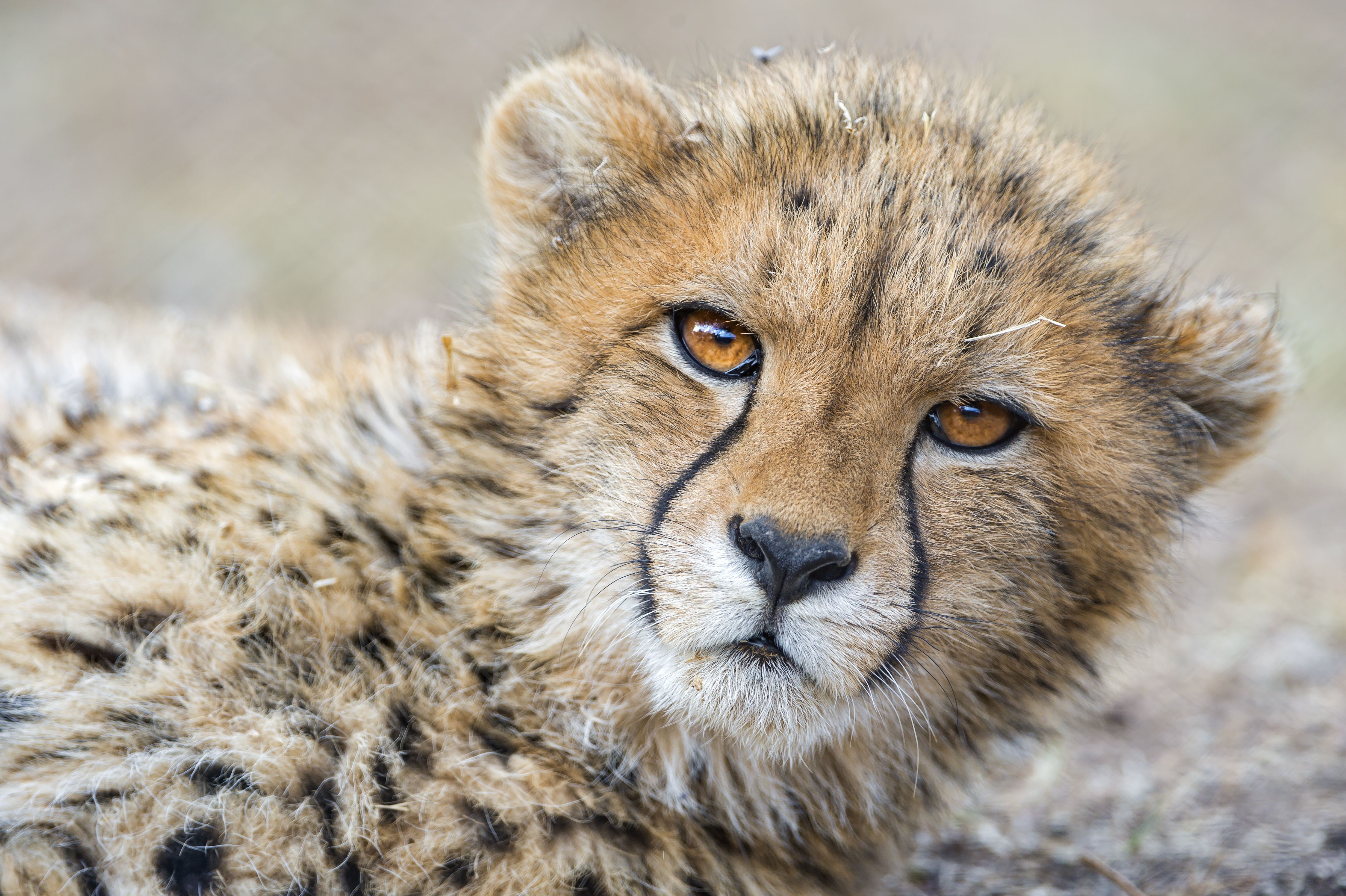 Close-up of a Cheetah Cub's Face HD Wallpaper