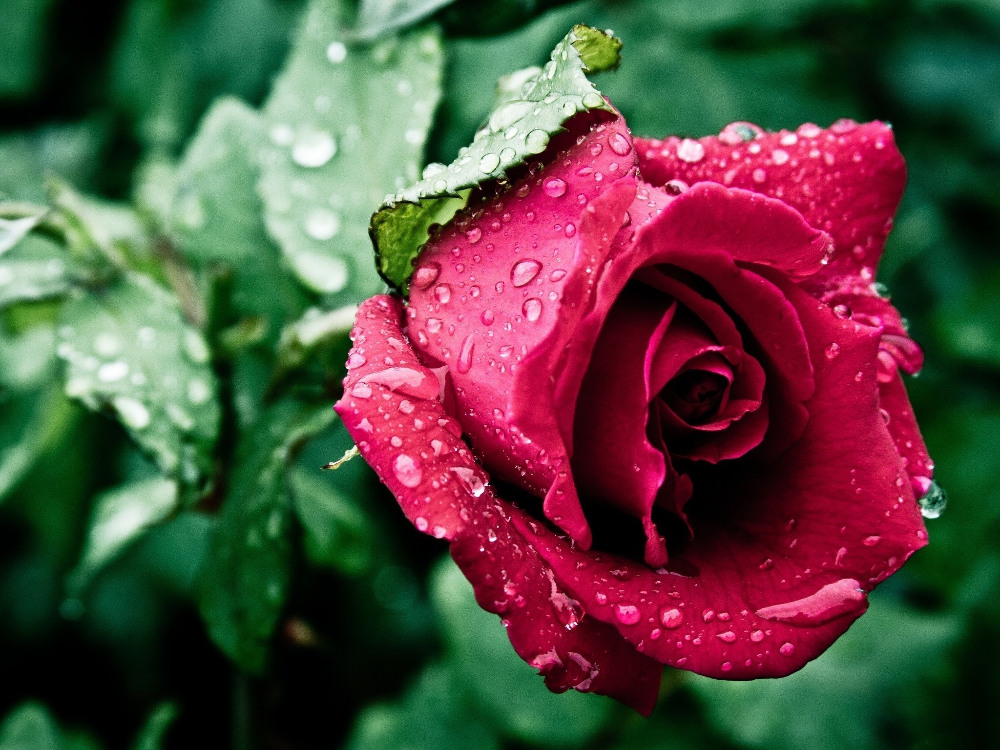 Red rose with water drops HD Wallpaper