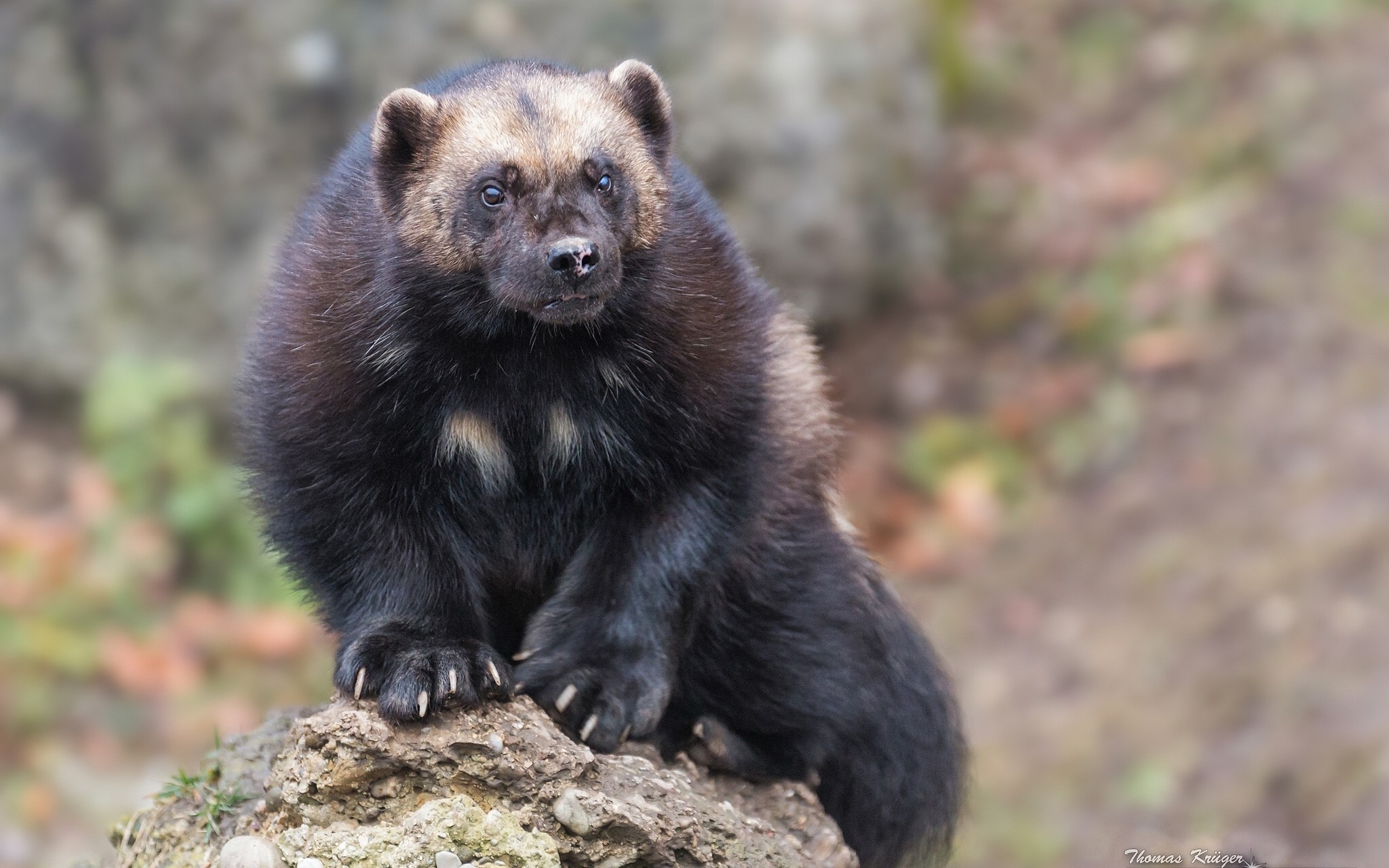 Wolverine sitting on a rock HD Wallpaper