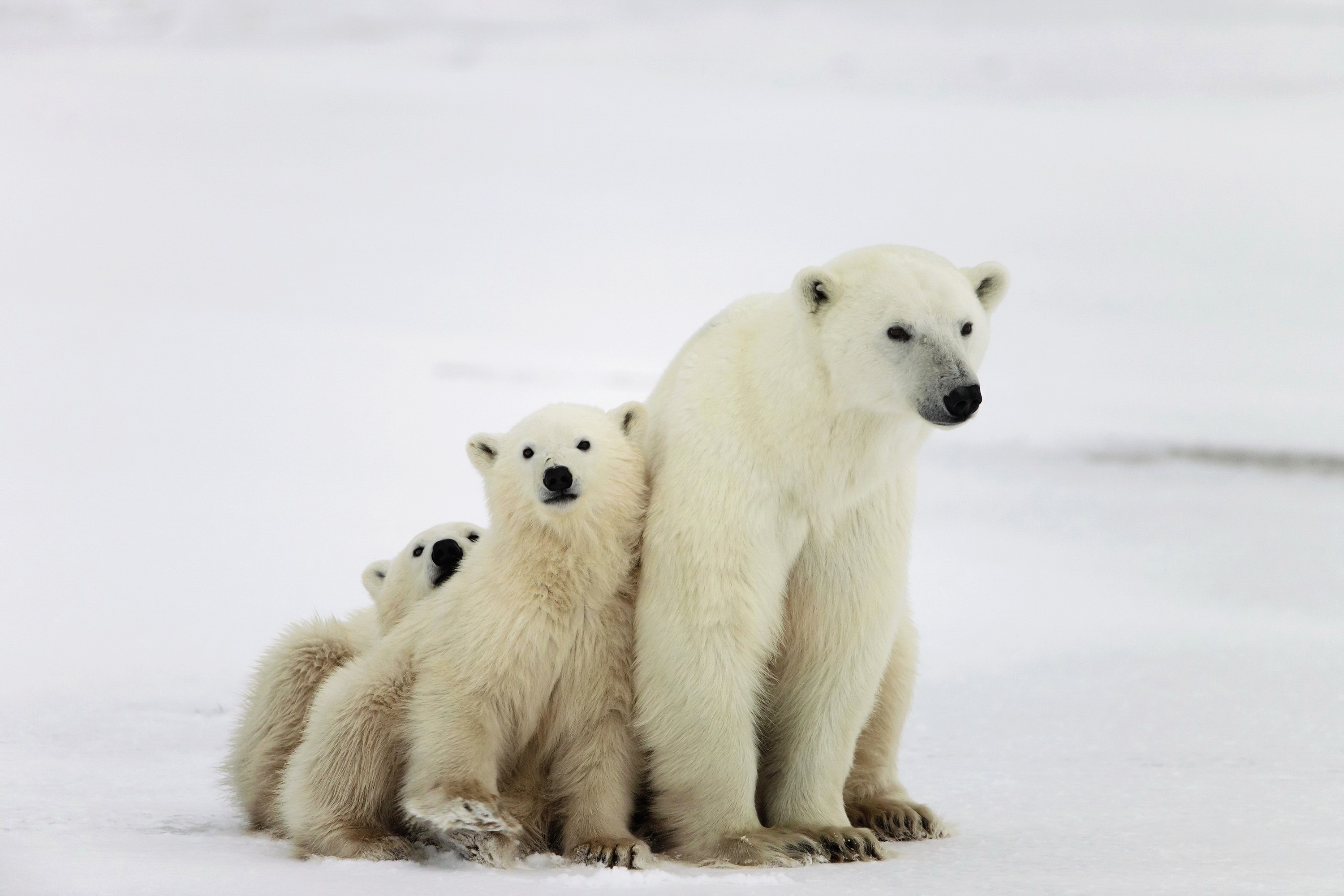 Polar bear with three cubs on snow HD Wallpaper