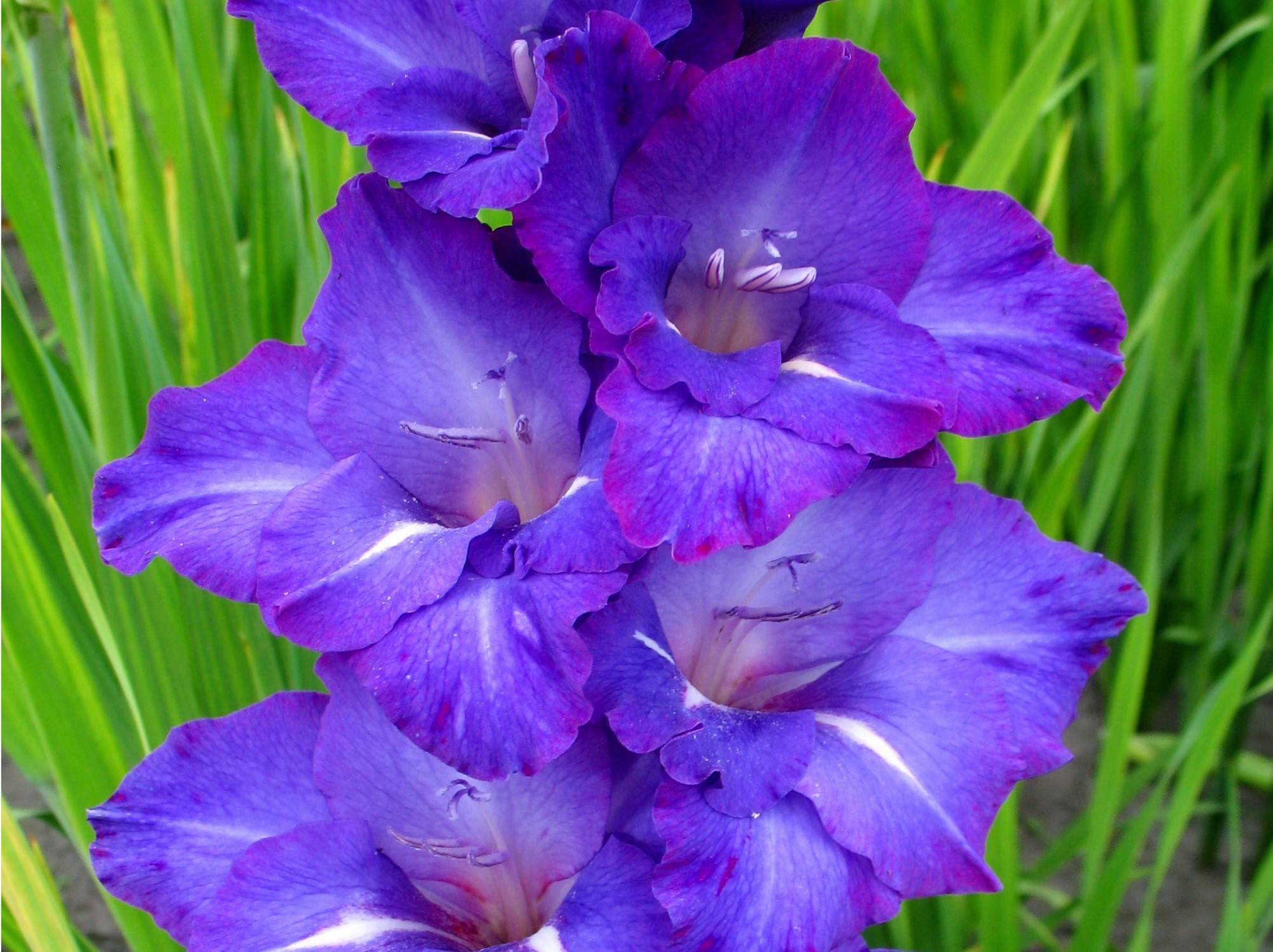 Close-up of purple Gladiolus flowers HD Wallpaper