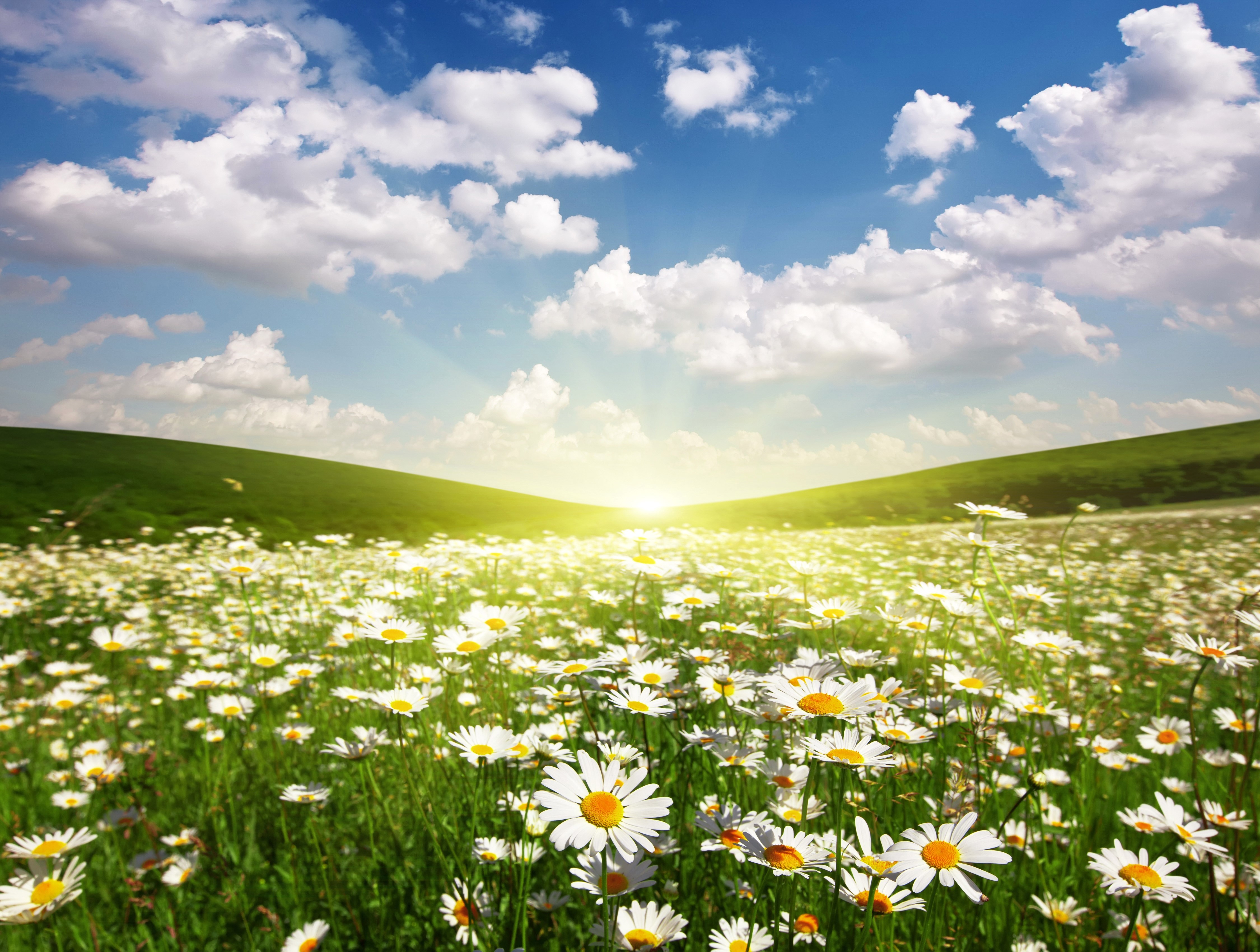 Field of Camomiles under a Sunny Sky HD Wallpaper