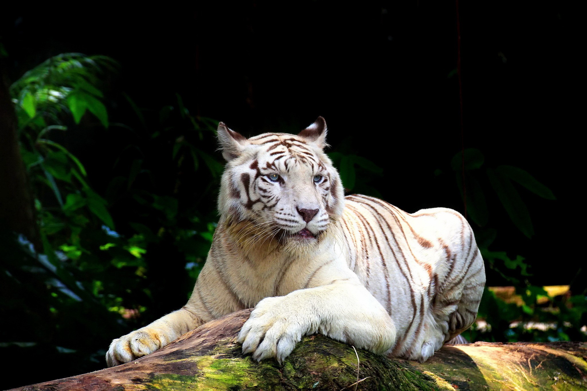 White tiger resting on a log in a forest HD Wallpaper