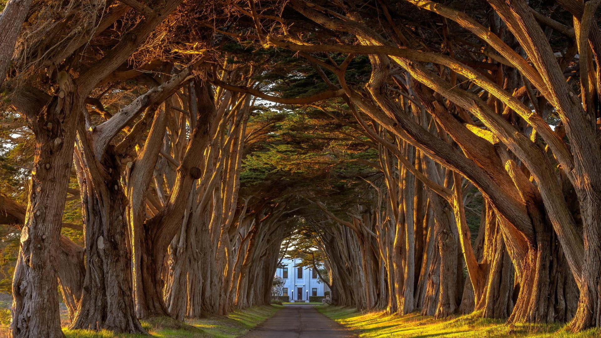 Tree tunnel leading to a white building HD Wallpaper