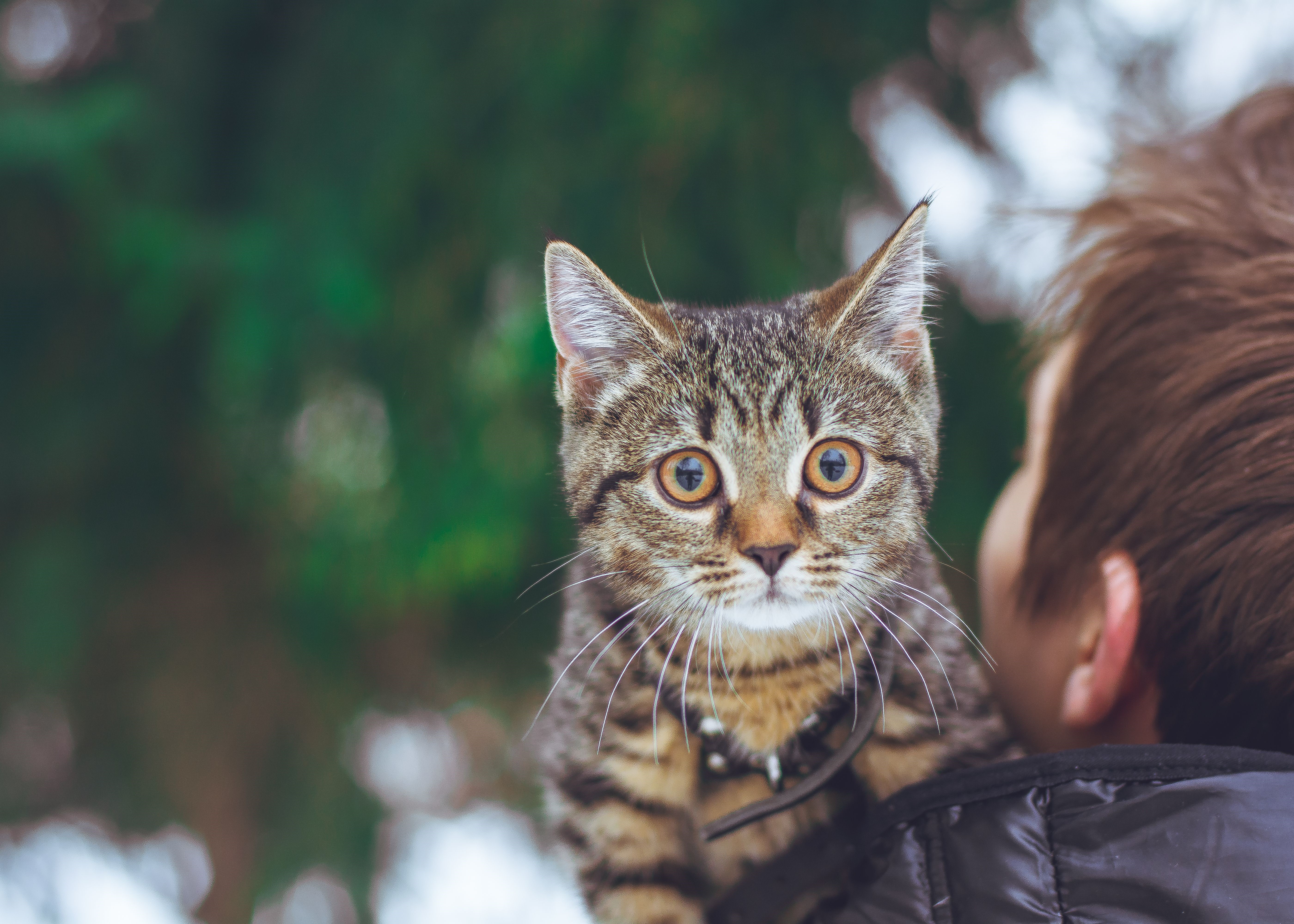 Tabby cat on a person's shoulder HD Wallpaper
