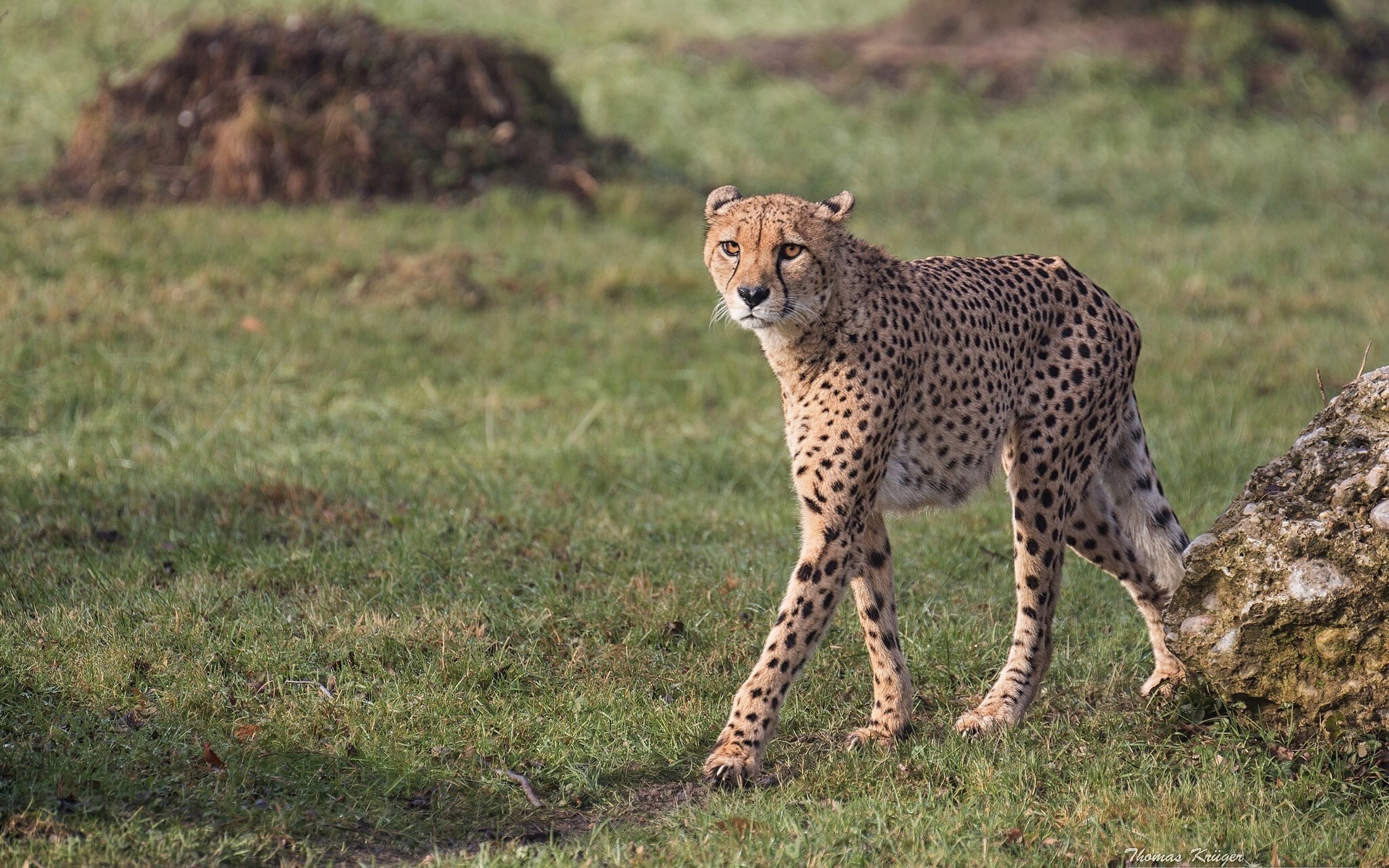 Cheetah walking in a grassy field HD Wallpaper